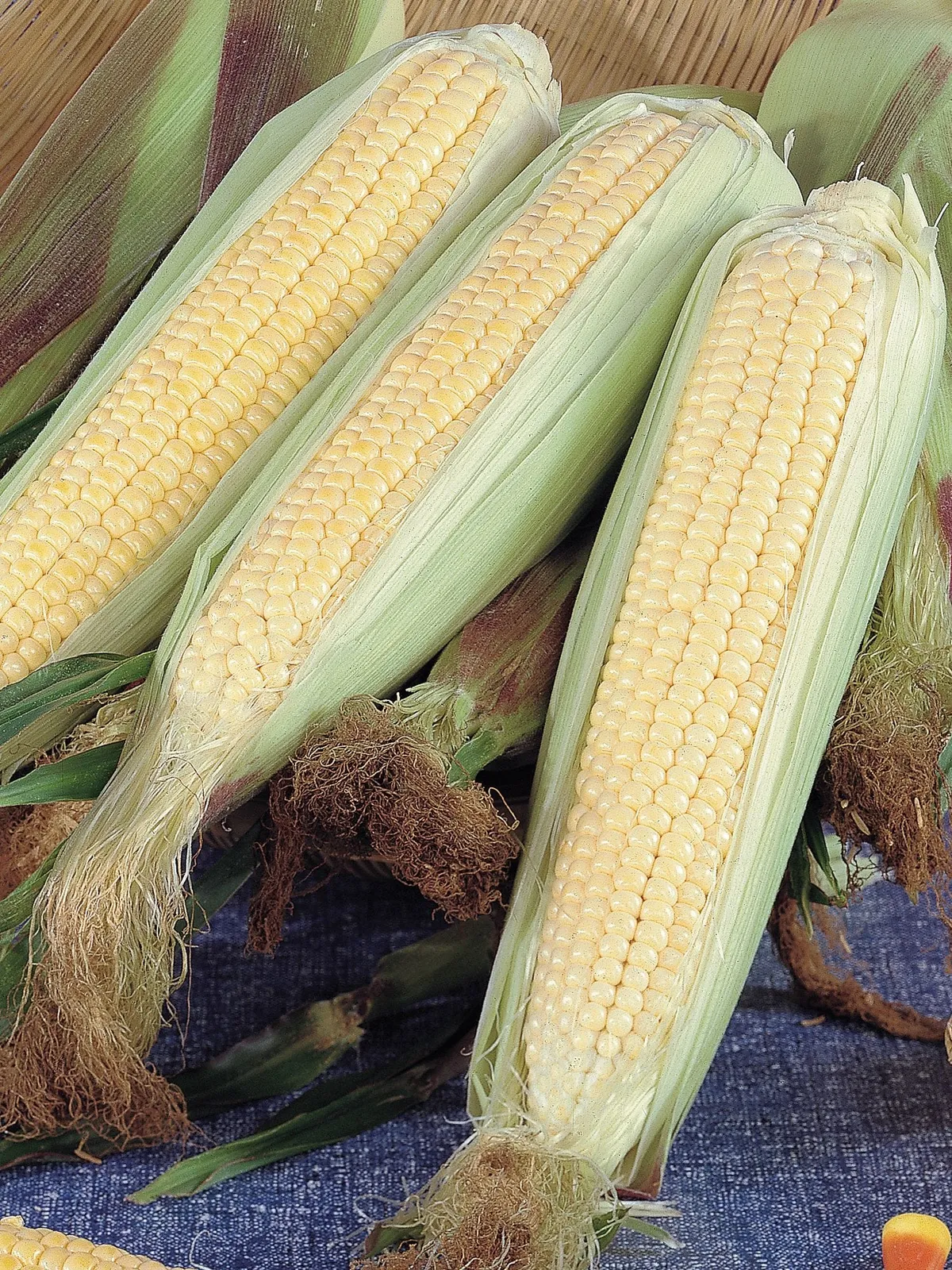 Kandy Korn (SE)  Hybrid Corn