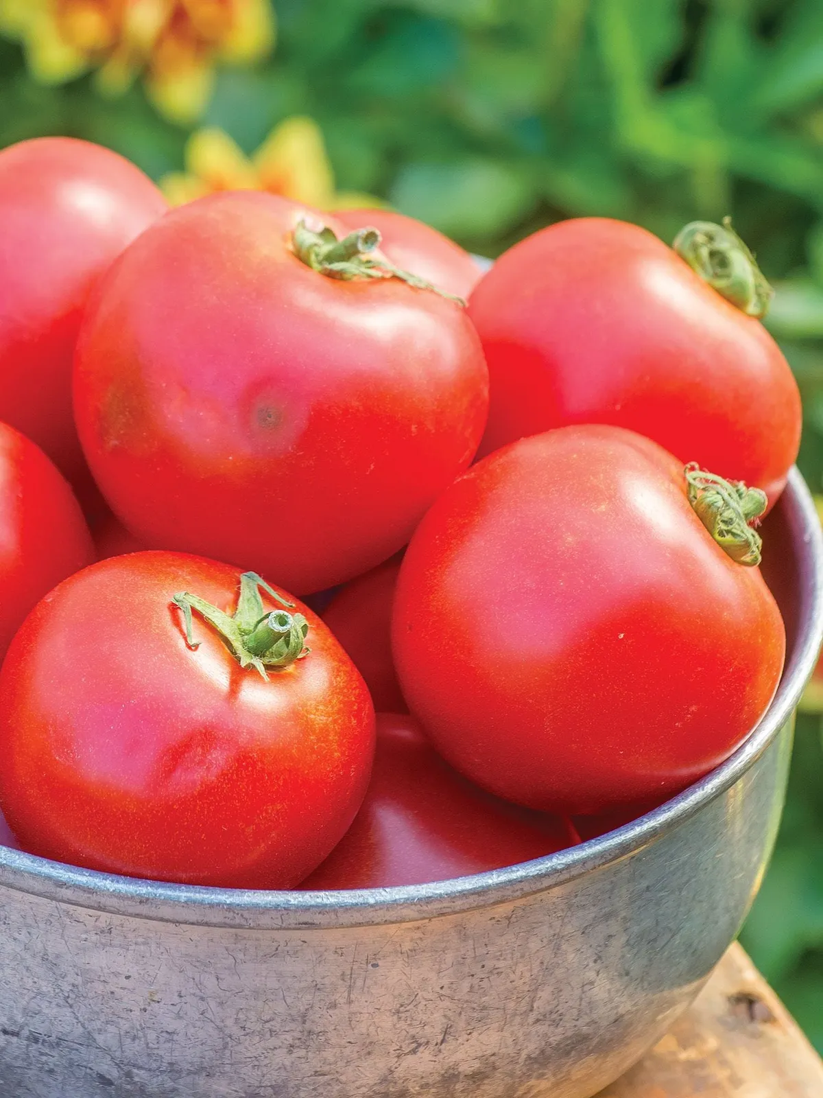 Cloudy Day Hybrid Tomatoes