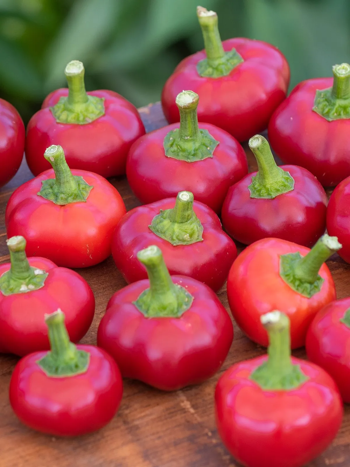 Hot, Large Cherry Peppers