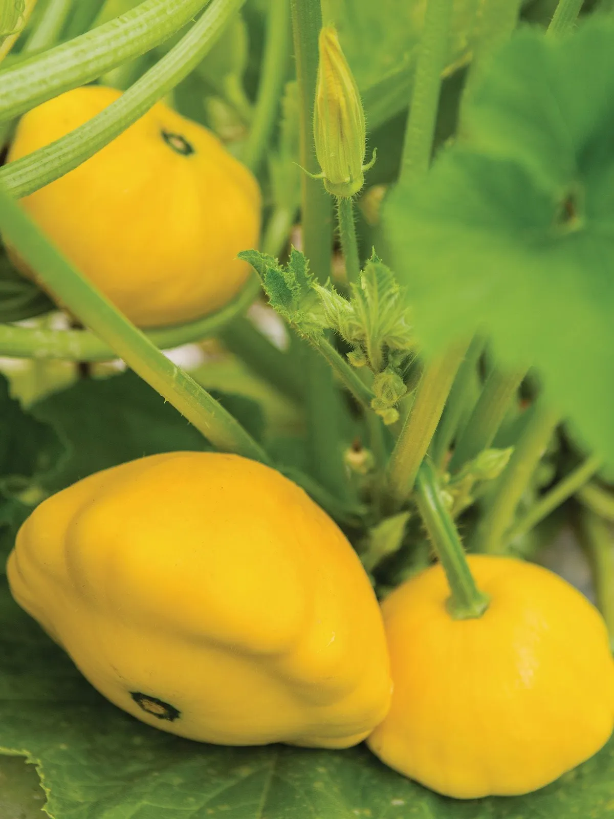 Sunburst Hybrid Squash