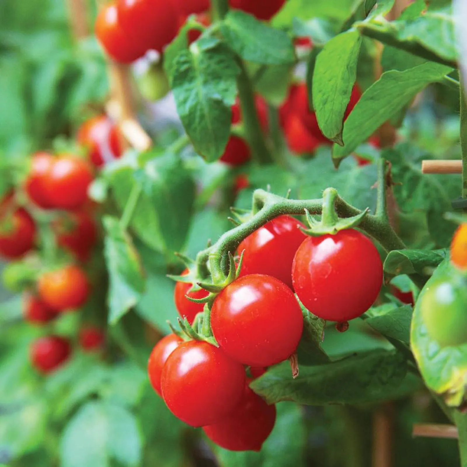 42-Day Tomatoes