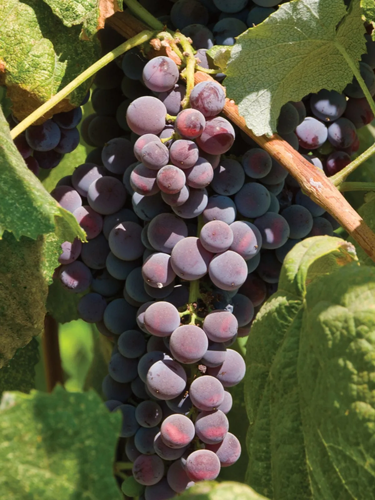 Saint Theresa Grapes