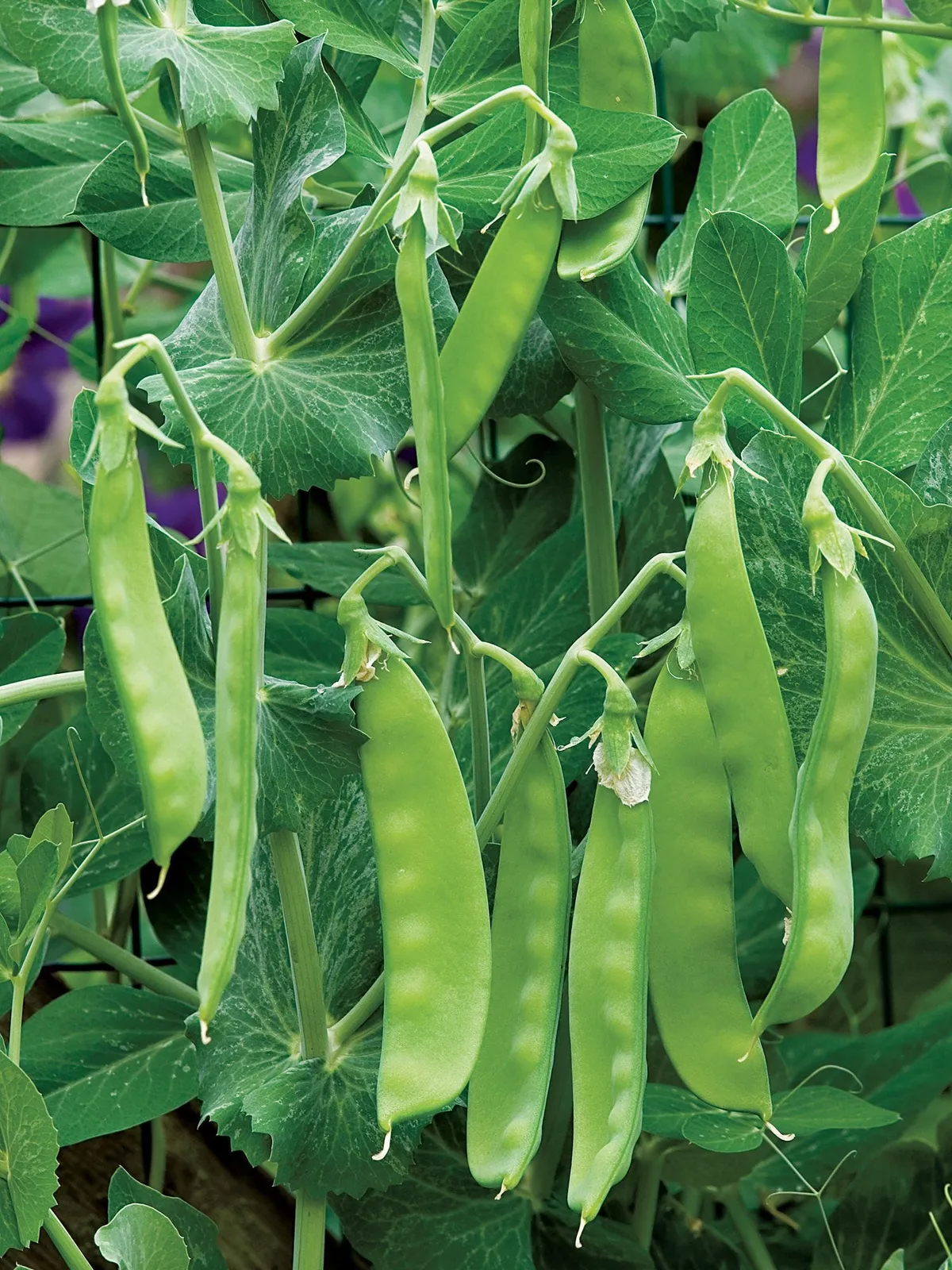 Oregon Sugar Pod II Peas