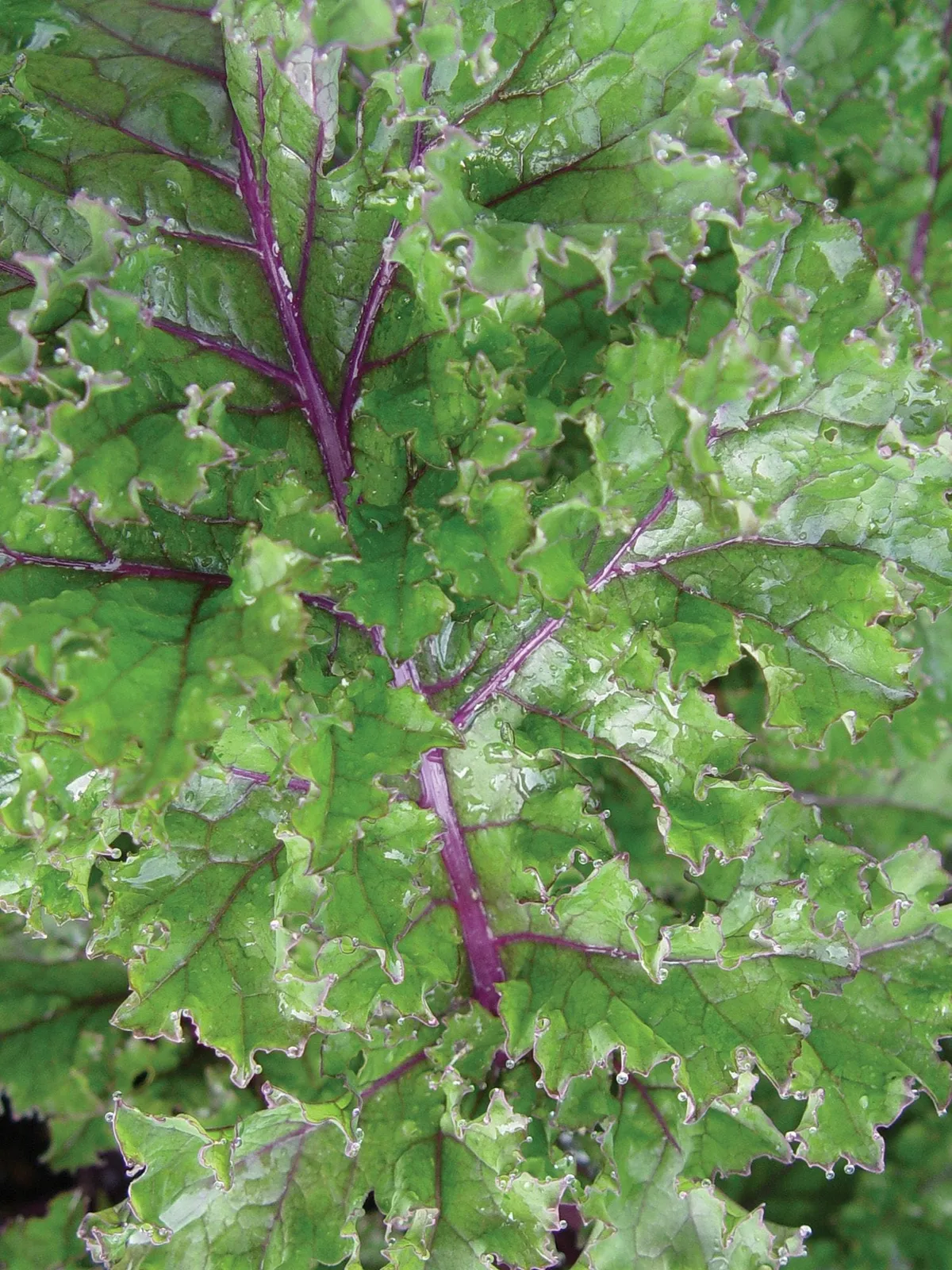 Red Winter Organic Kale