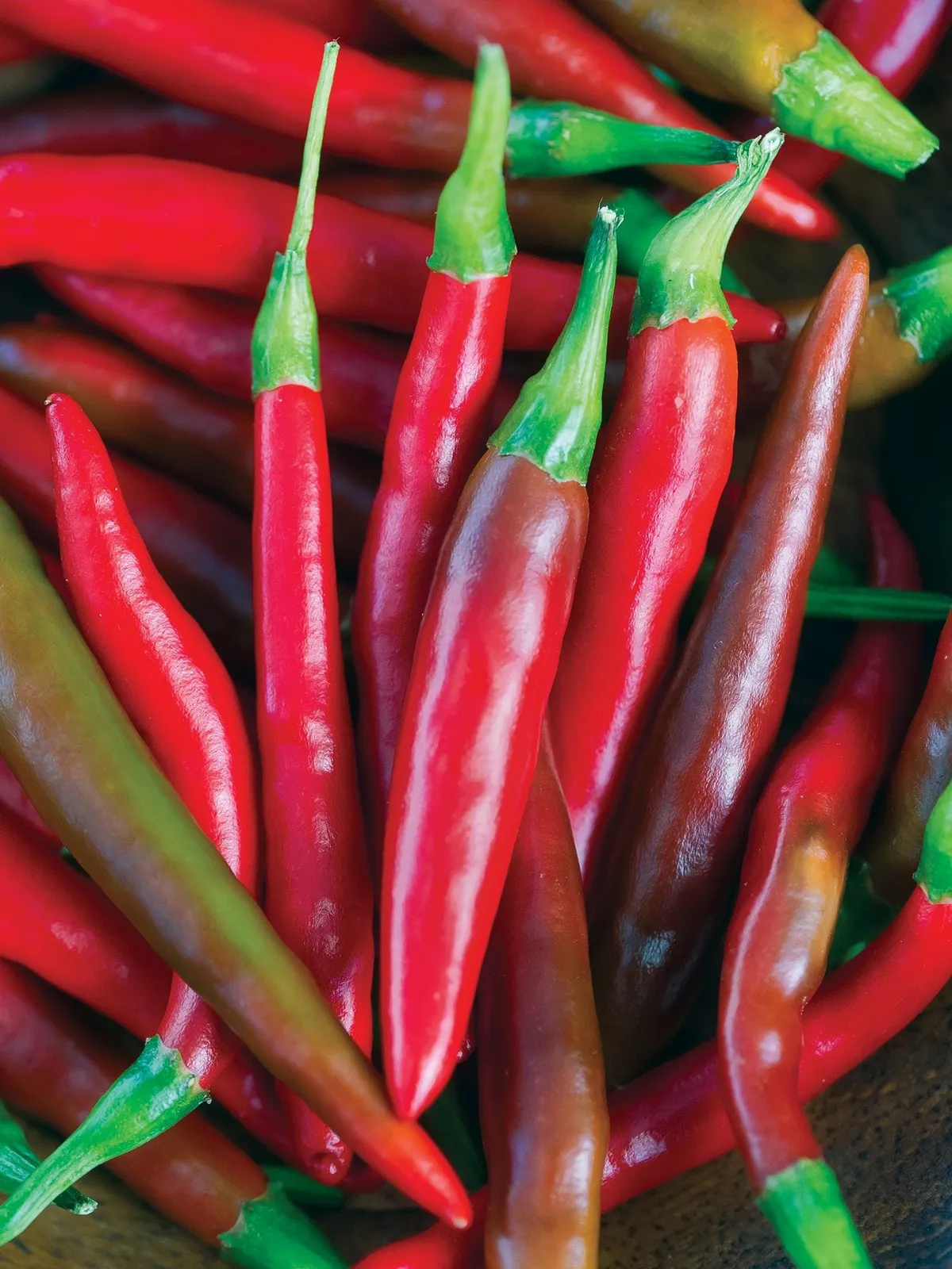 Hot, Big Thai Hybrid Peppers
