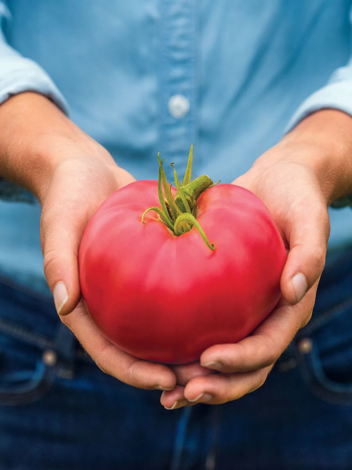 Medium Rare Hybrid Tomatoes