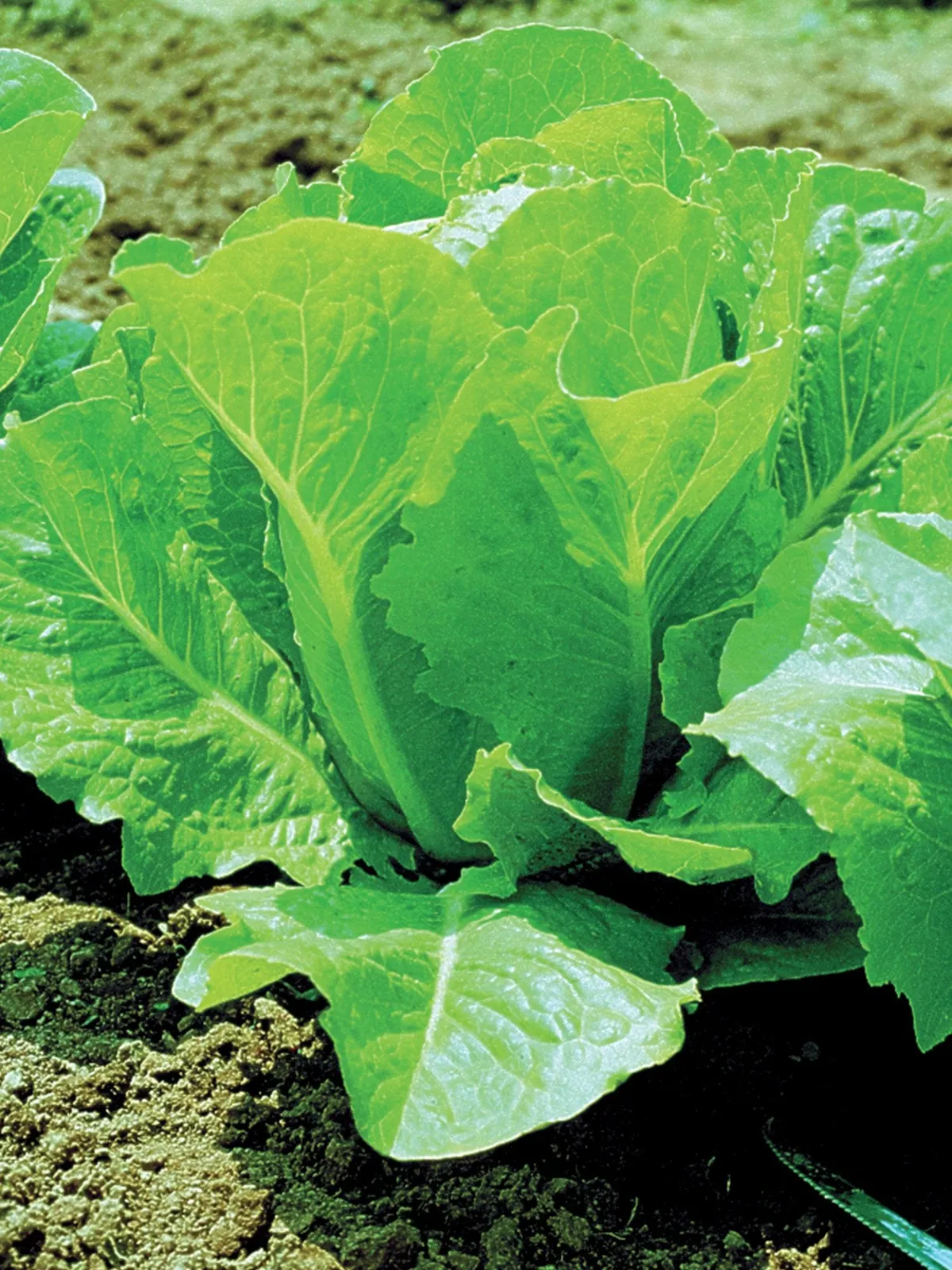 White Paris Lettuce