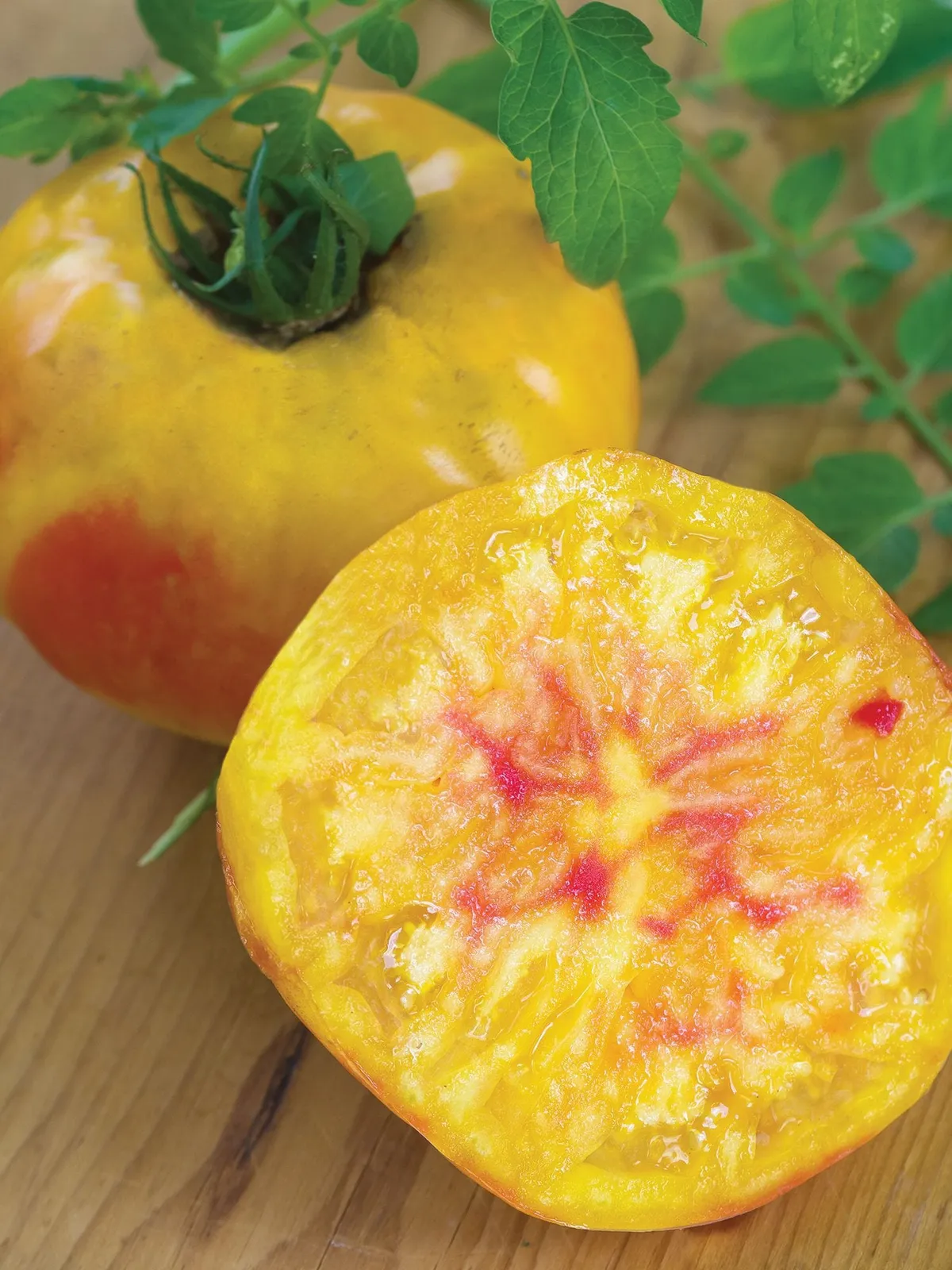 Hillbilly, Regular Leaf Tomatoes