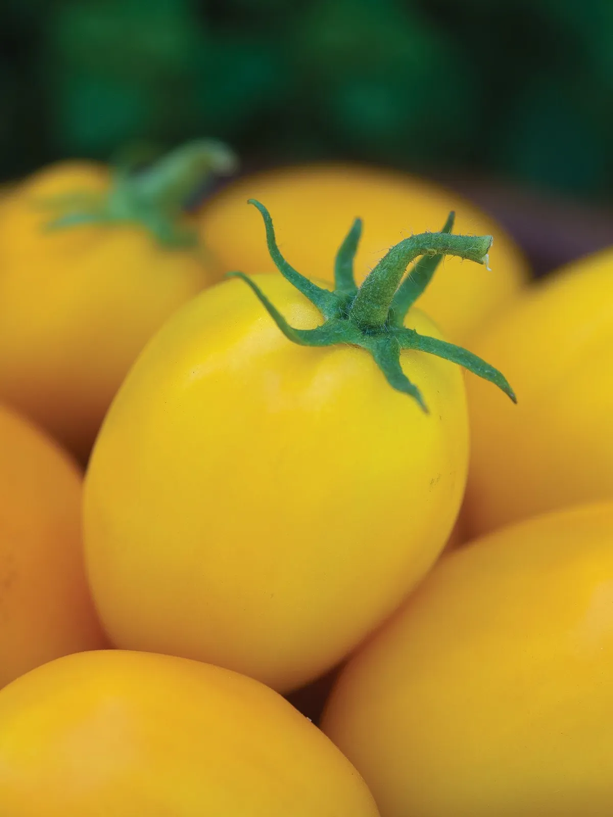 Golden Fresh Salsa Hybrid Tomatoes