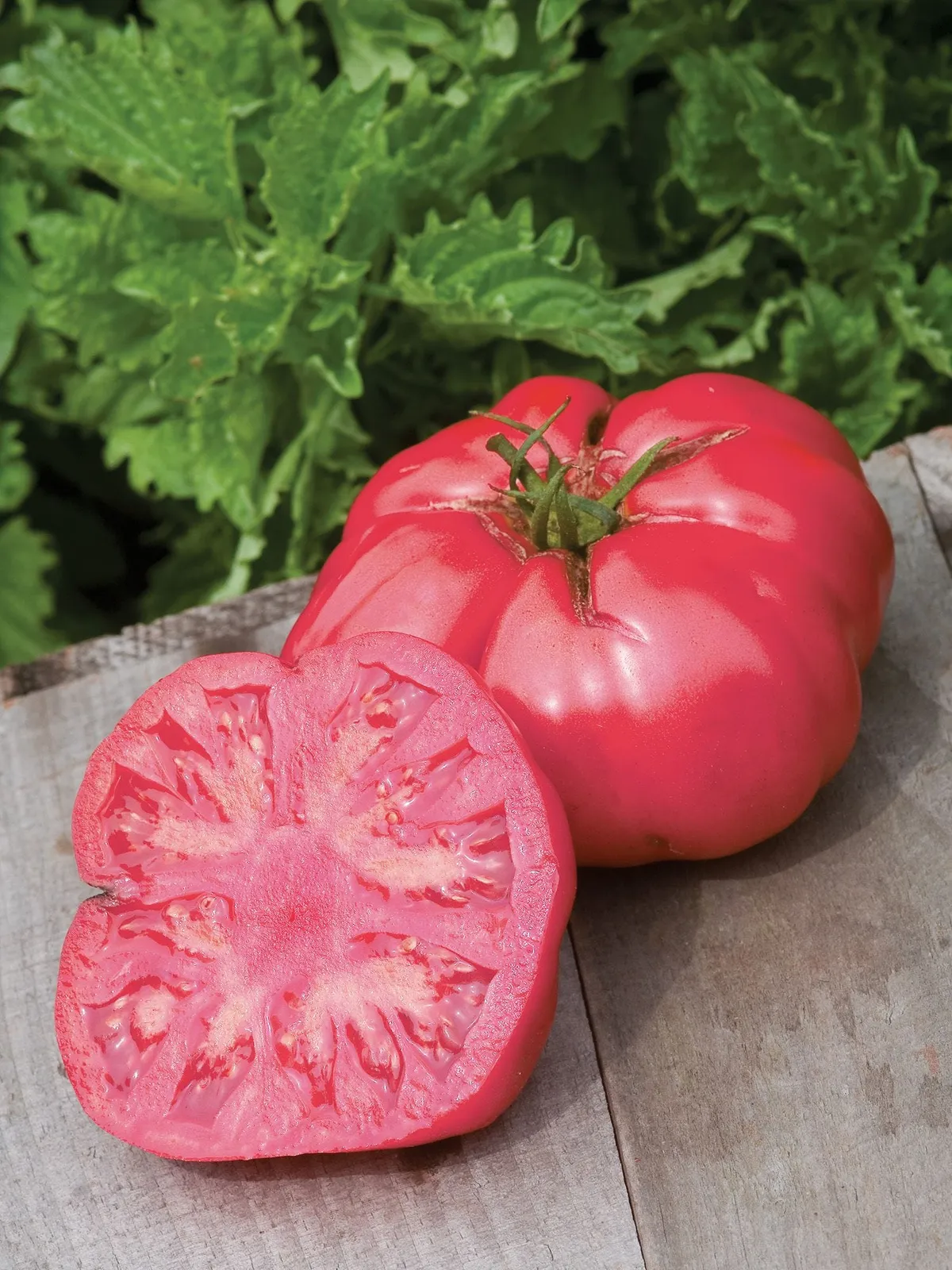 Caspian Pink Tomatoes