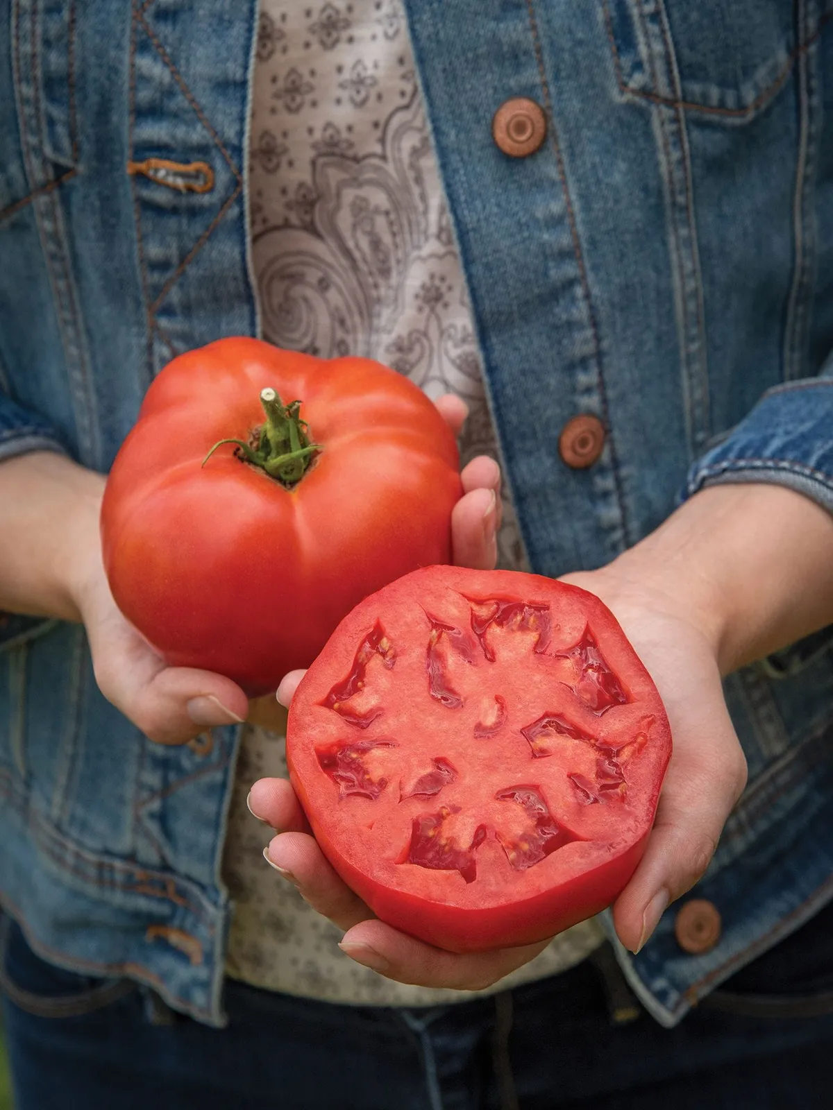 Bodacious Hybrid Tomatoes