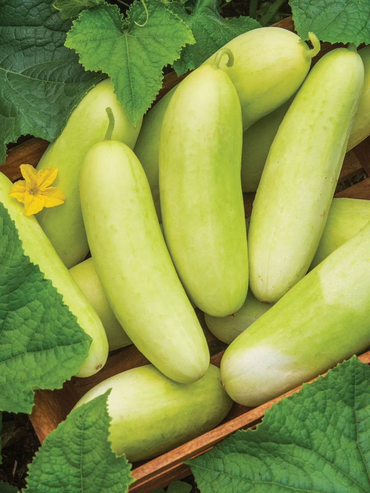 Honey Plus Hybrid Cucumbers
