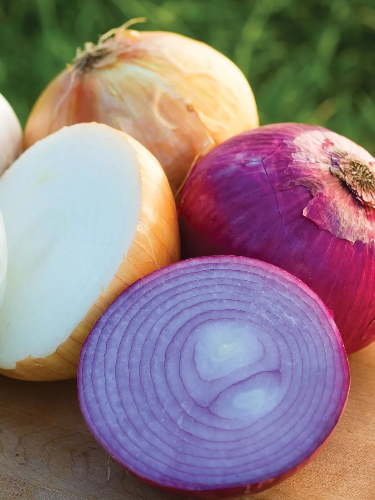 Burpees Sweet Onion Plants