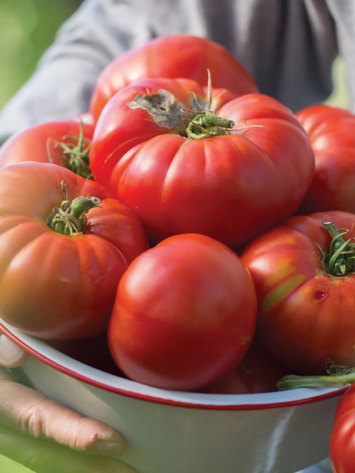 Madame Marmande Hybrid Tomatoes