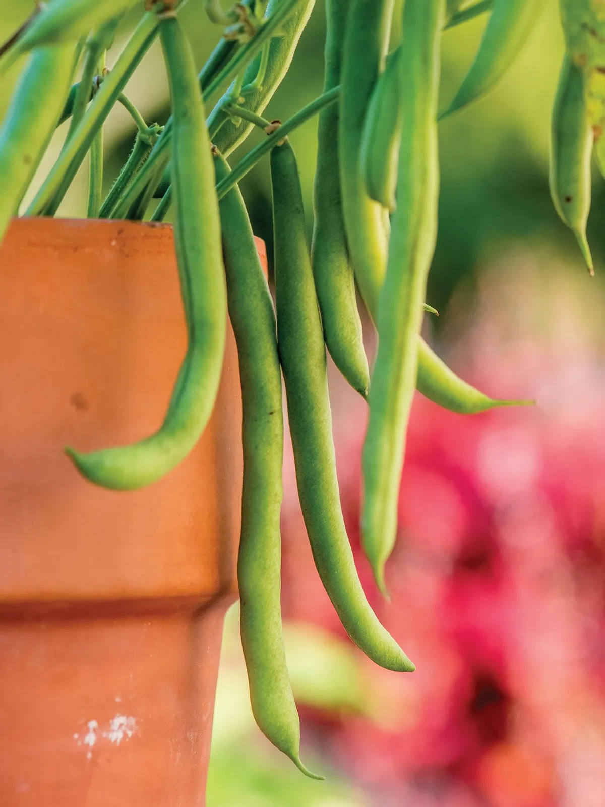 Bush, Porch Pick Beans