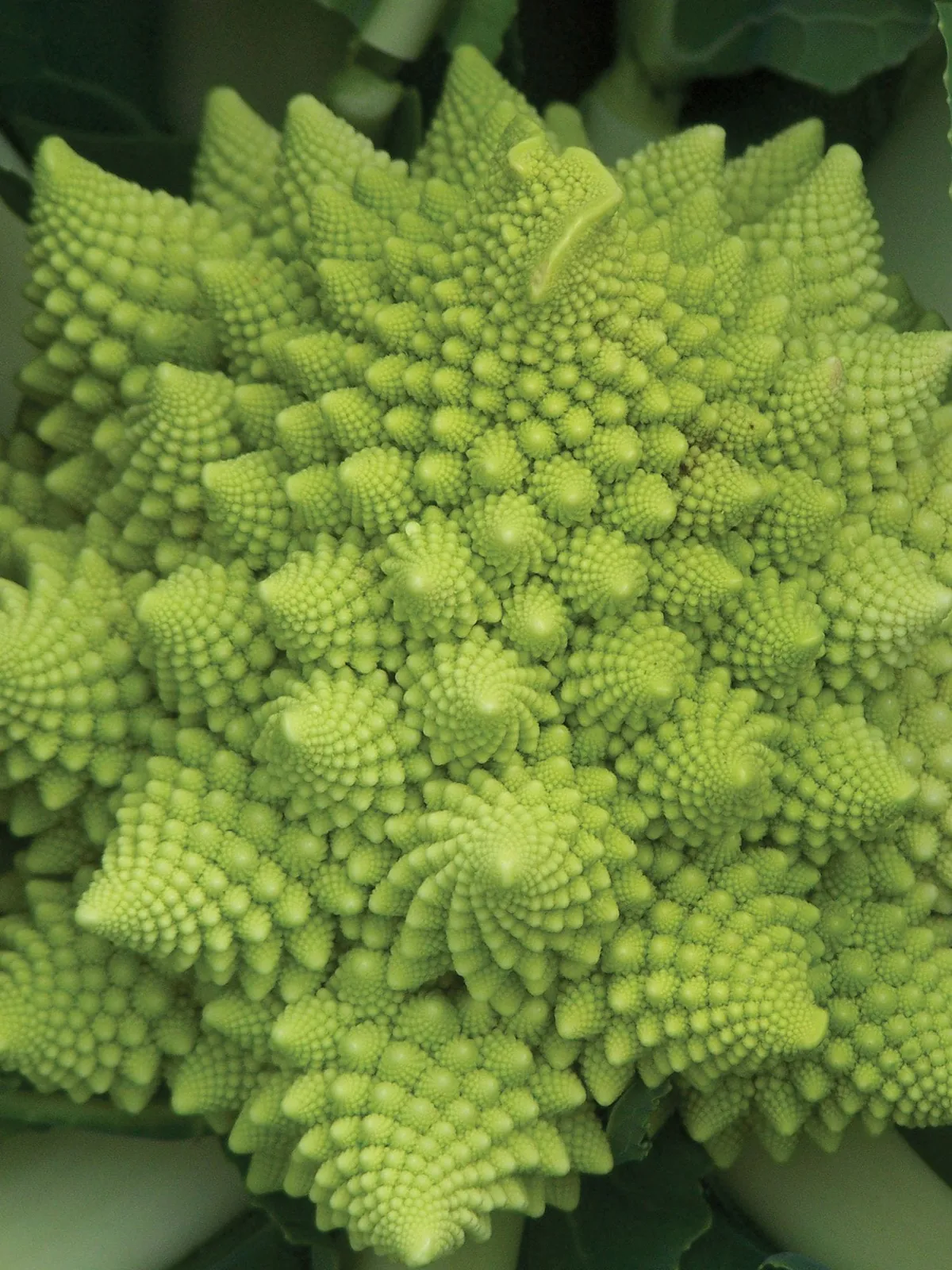 Romanesco