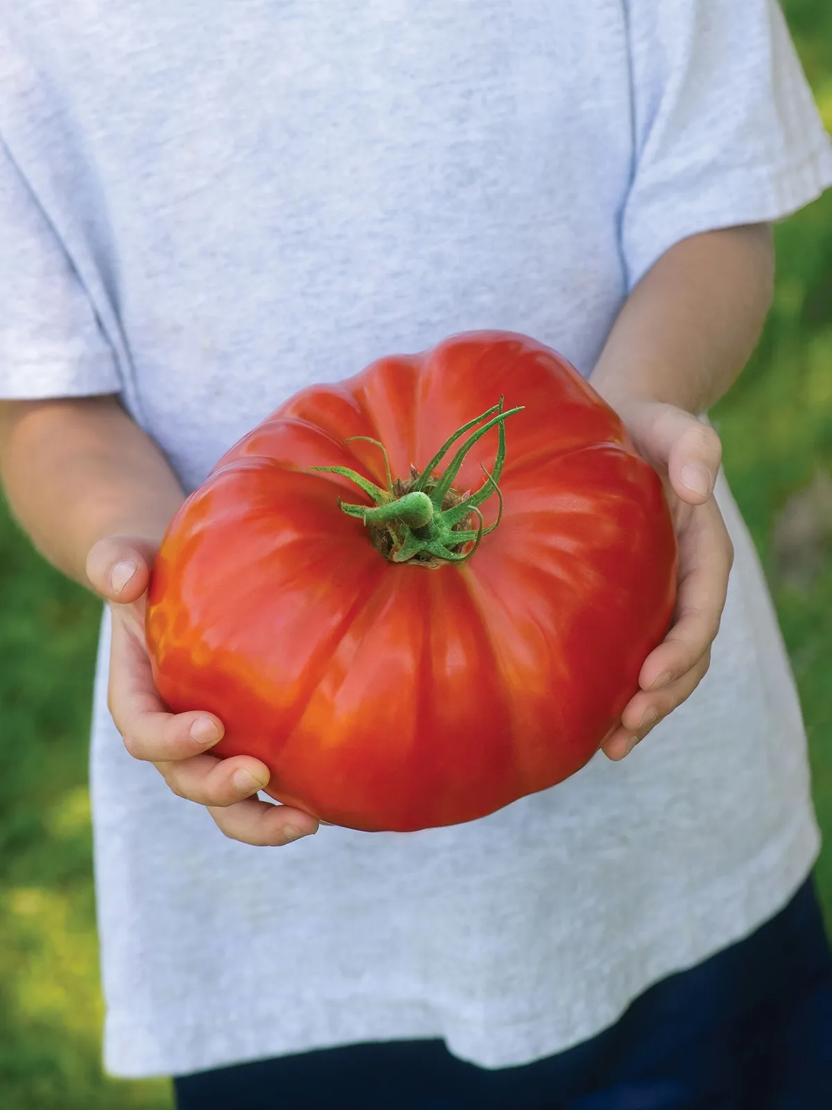 SteakHouse Hybrid Tomatoes