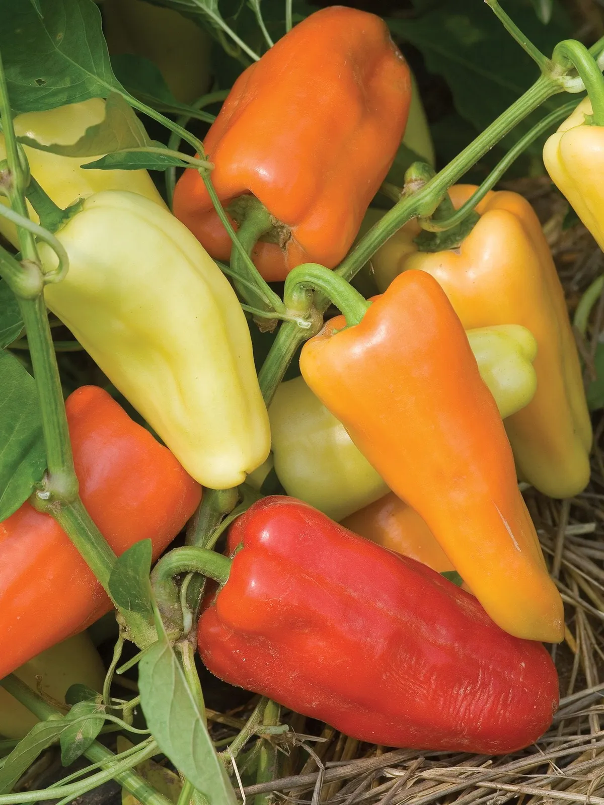 Sweet, Gypsy Hybrid Peppers