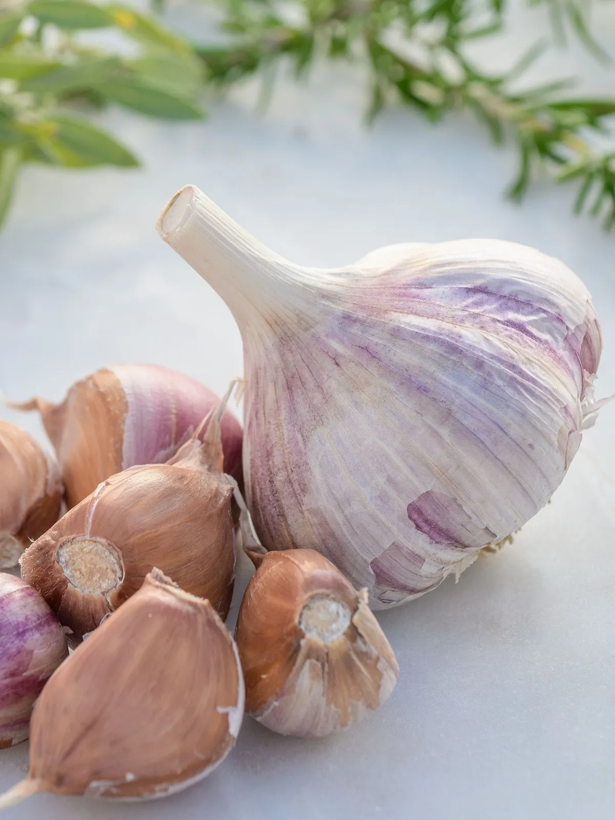 Russian Red Garlic