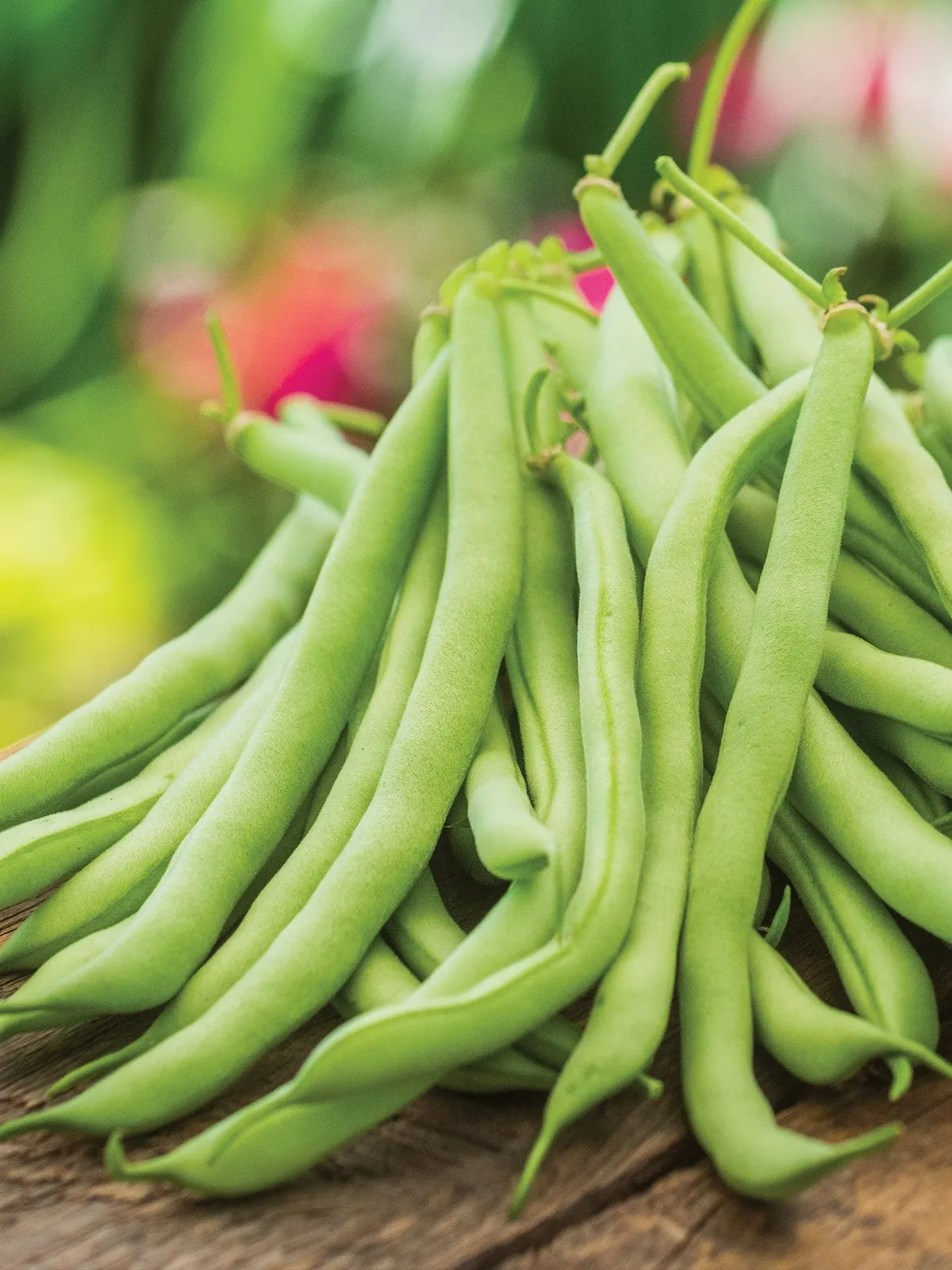 Bush, Contender Beans
