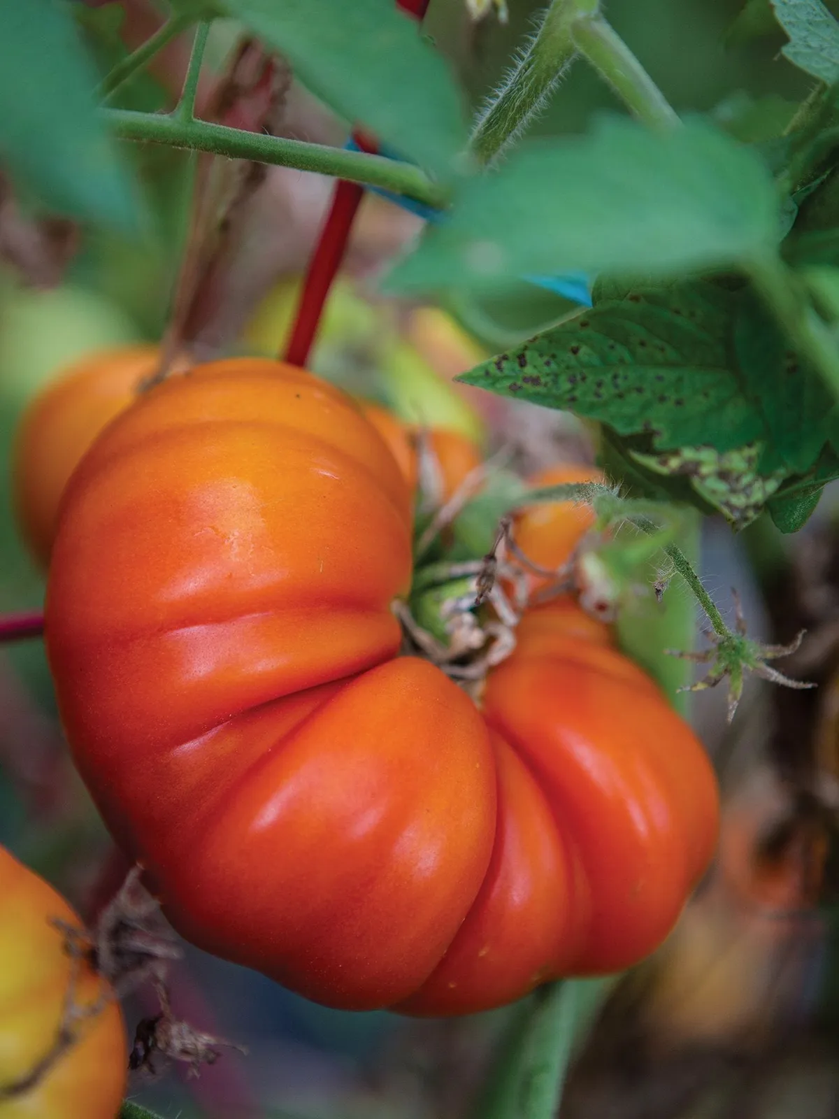 Tomande Hybrid Tomatoes