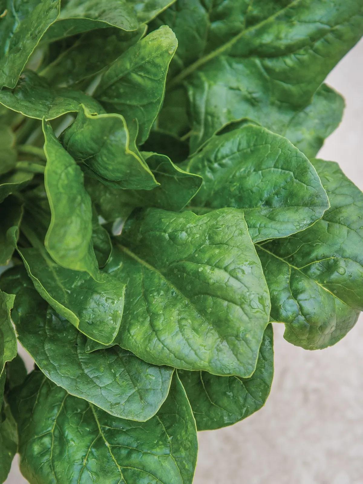 Riverside Hybrid Spinach