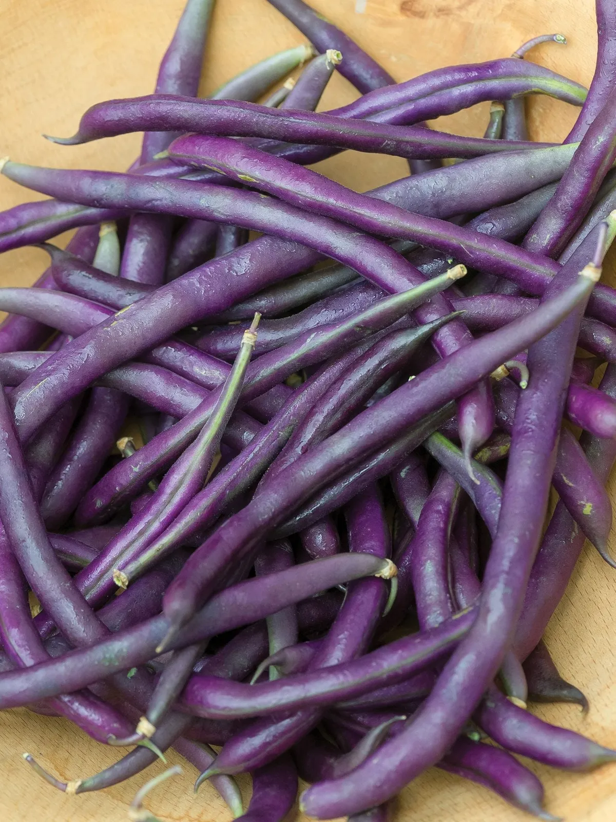 Pole Purple Podded Organic Beans
