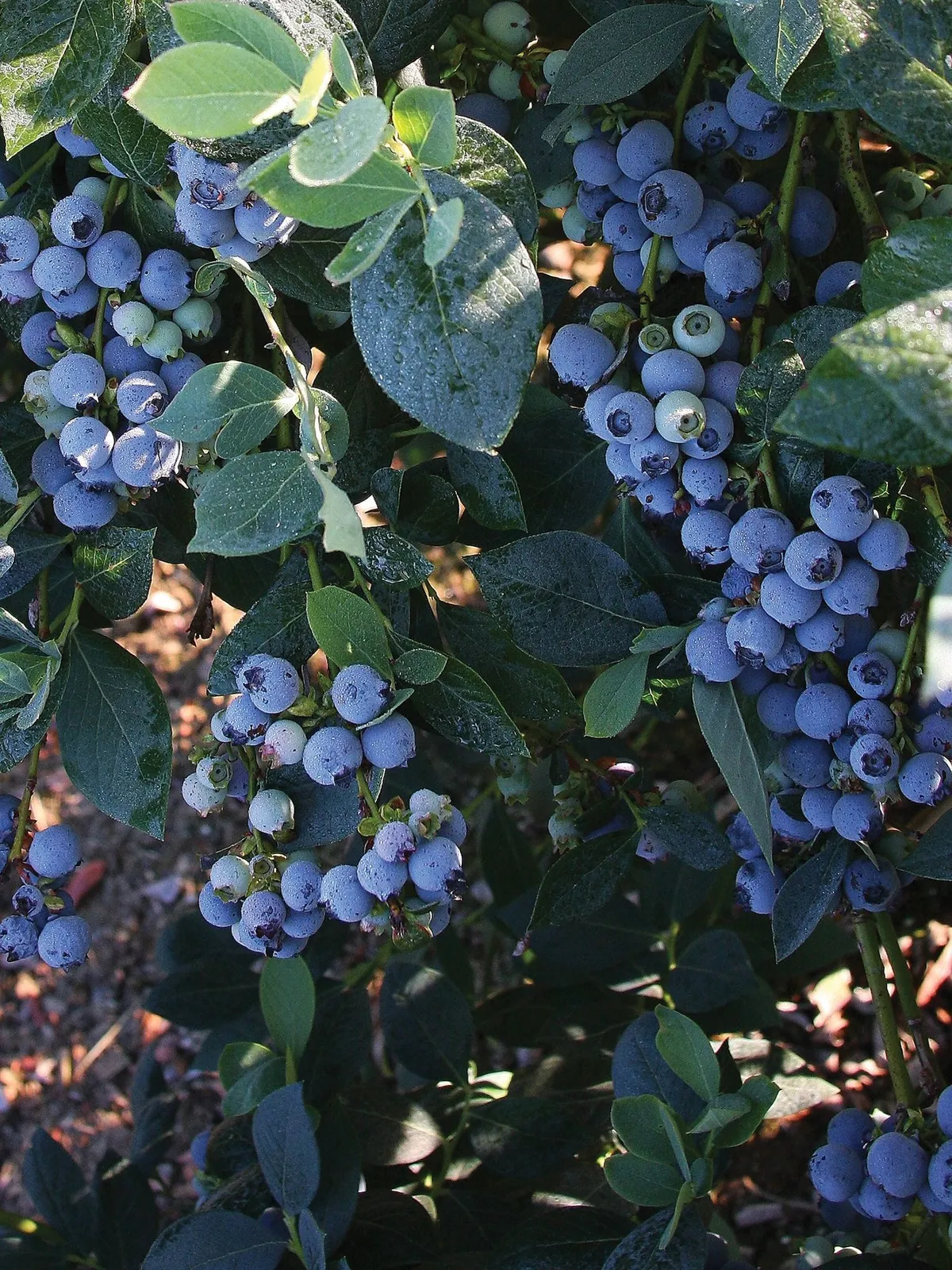 Misty Blueberries