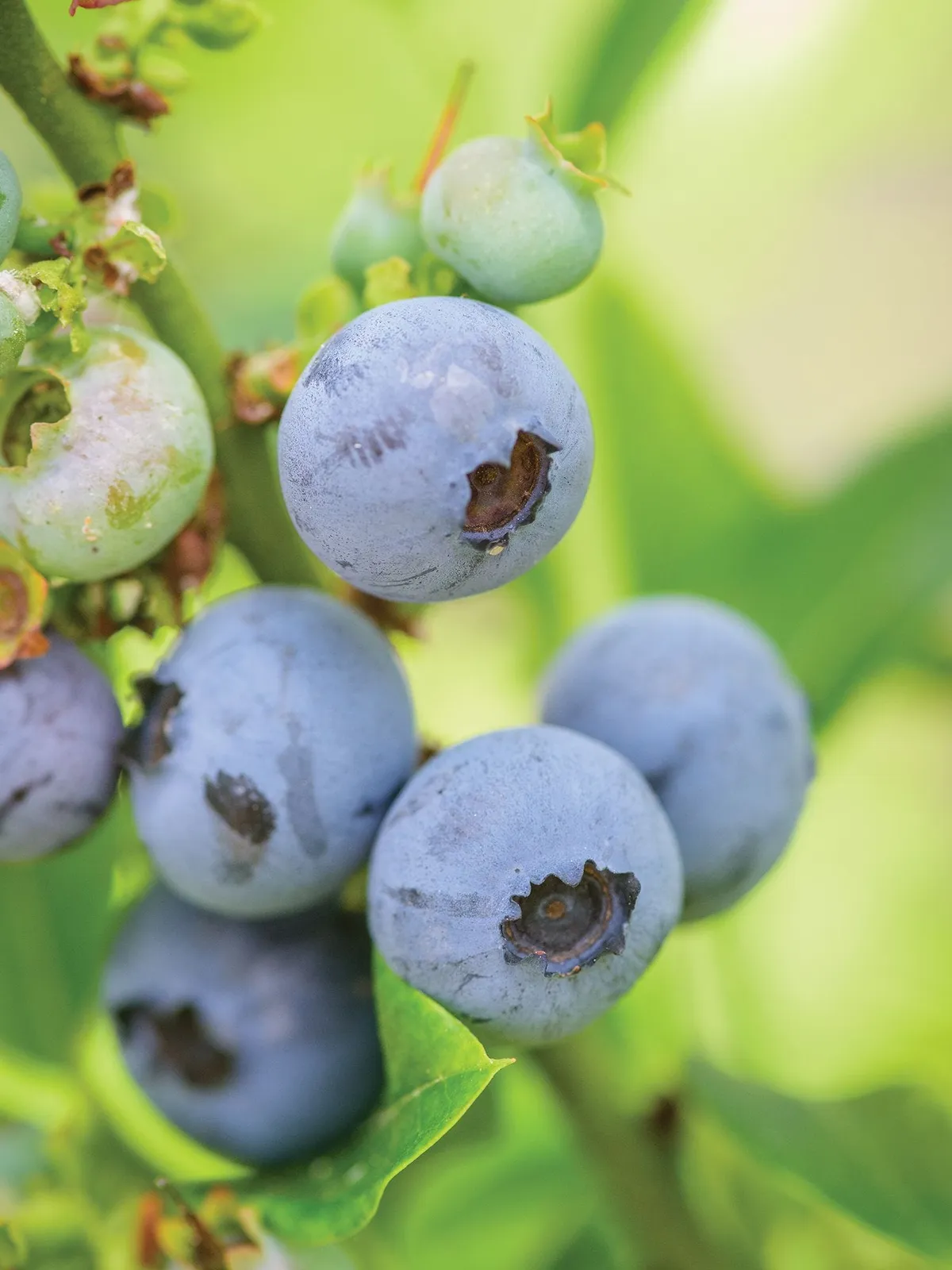 Top Hat Blueberries