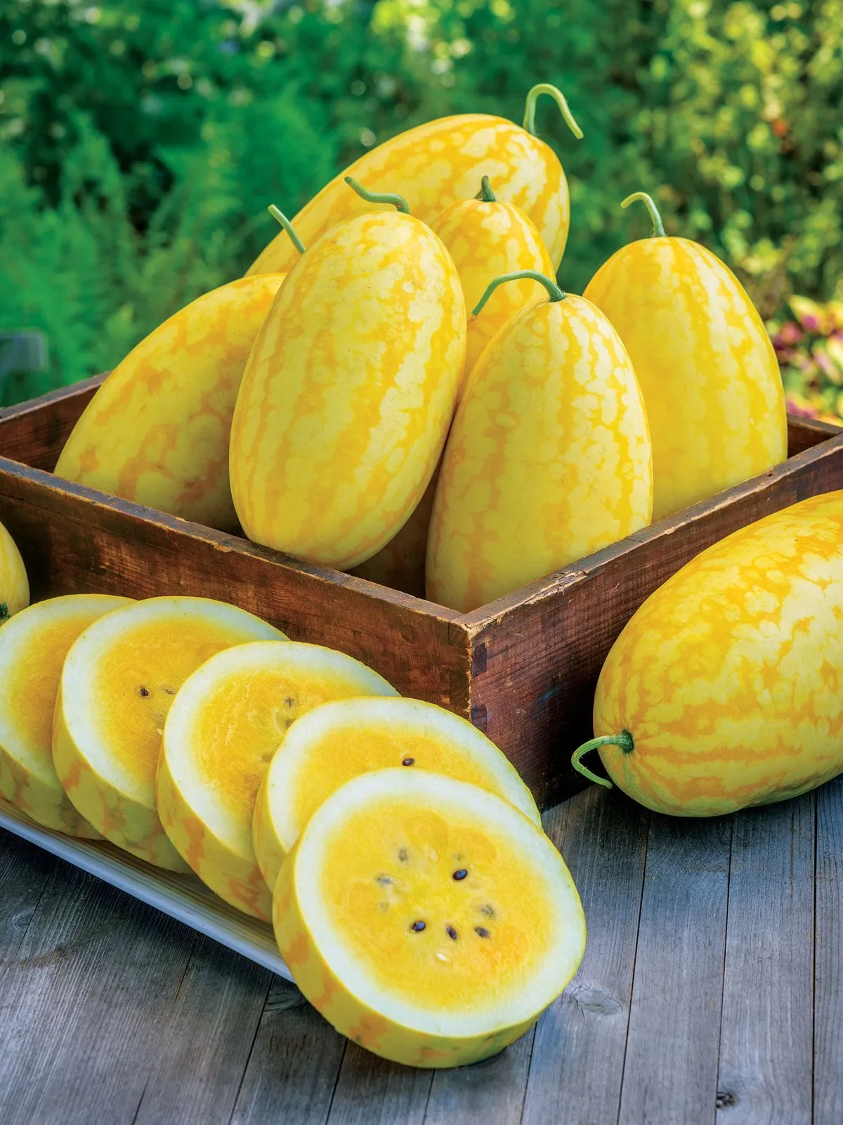 Gold in Gold Hybrid Watermelon