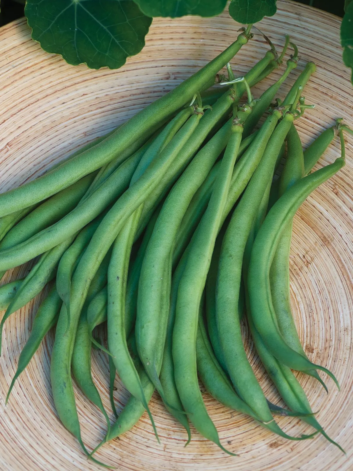Triomphe de Farcy Bush Beans
