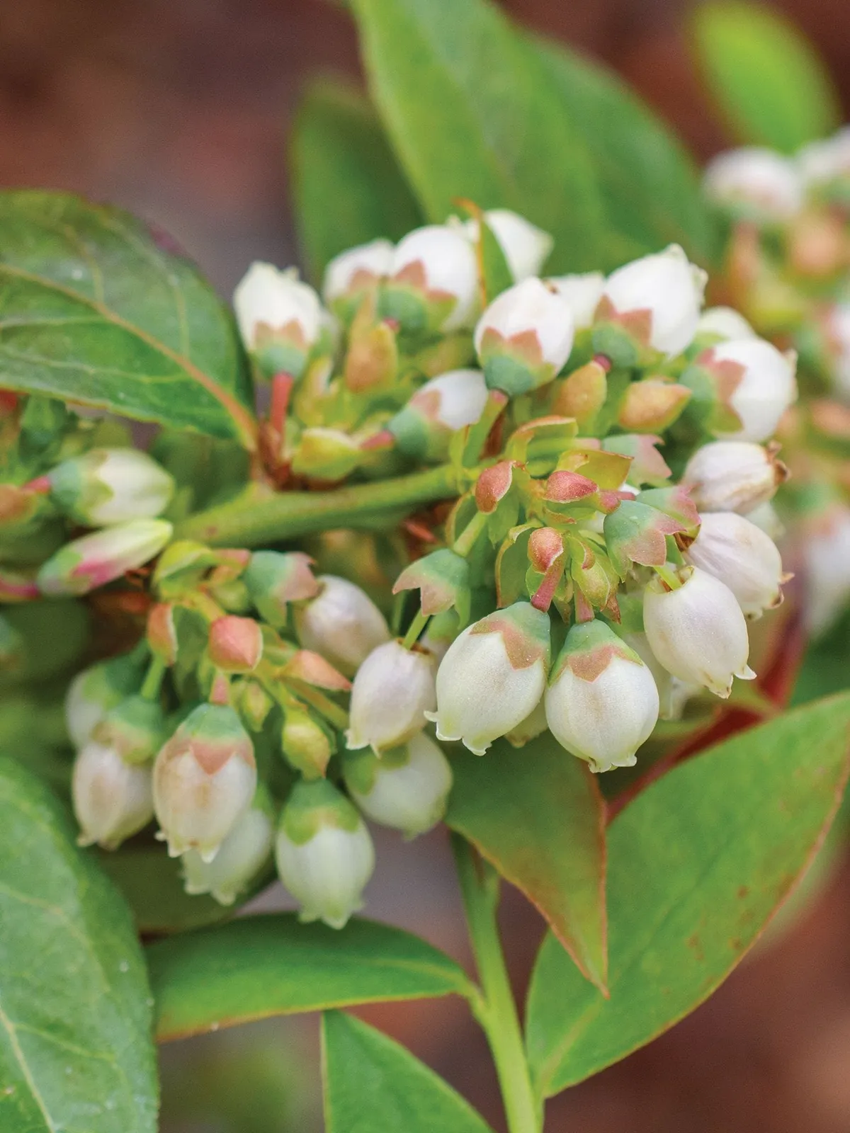 Midnight Cascade Blueberries
