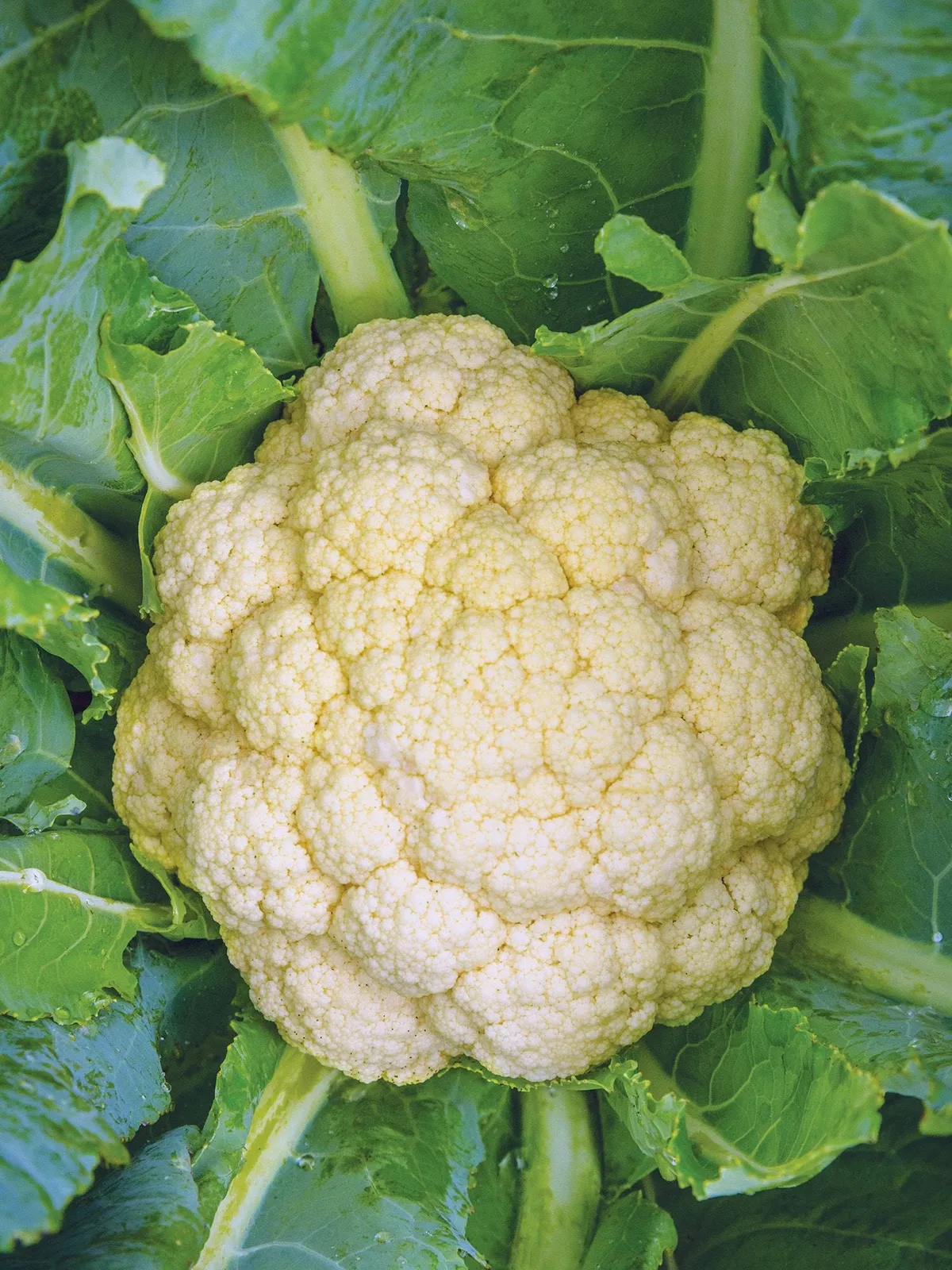 White Corona Hybrid Cauliflower