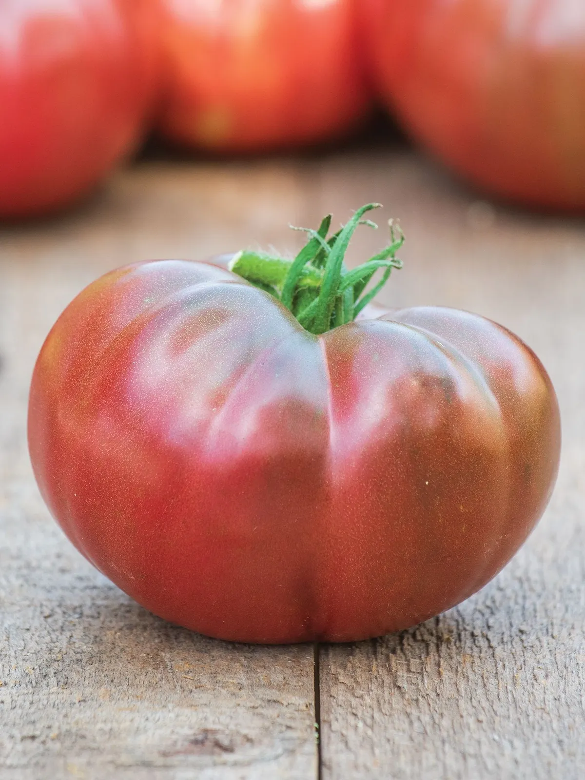 Darkstar Hybrid Tomatoes