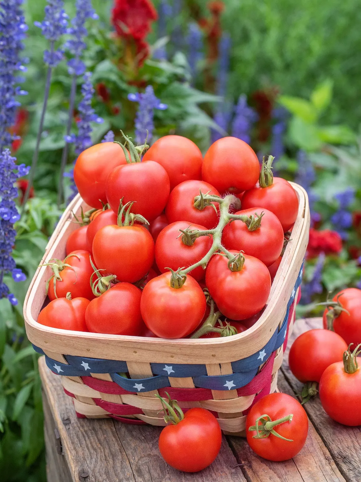 Fourth of July Hybrid Tomatoes