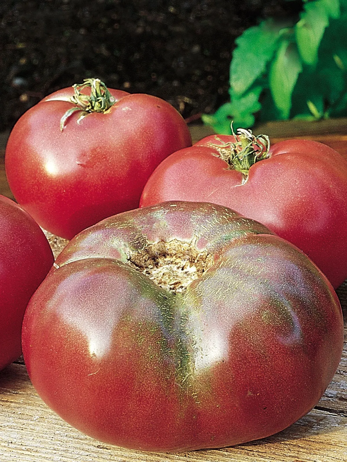 Cherokee Purple Tomatoes