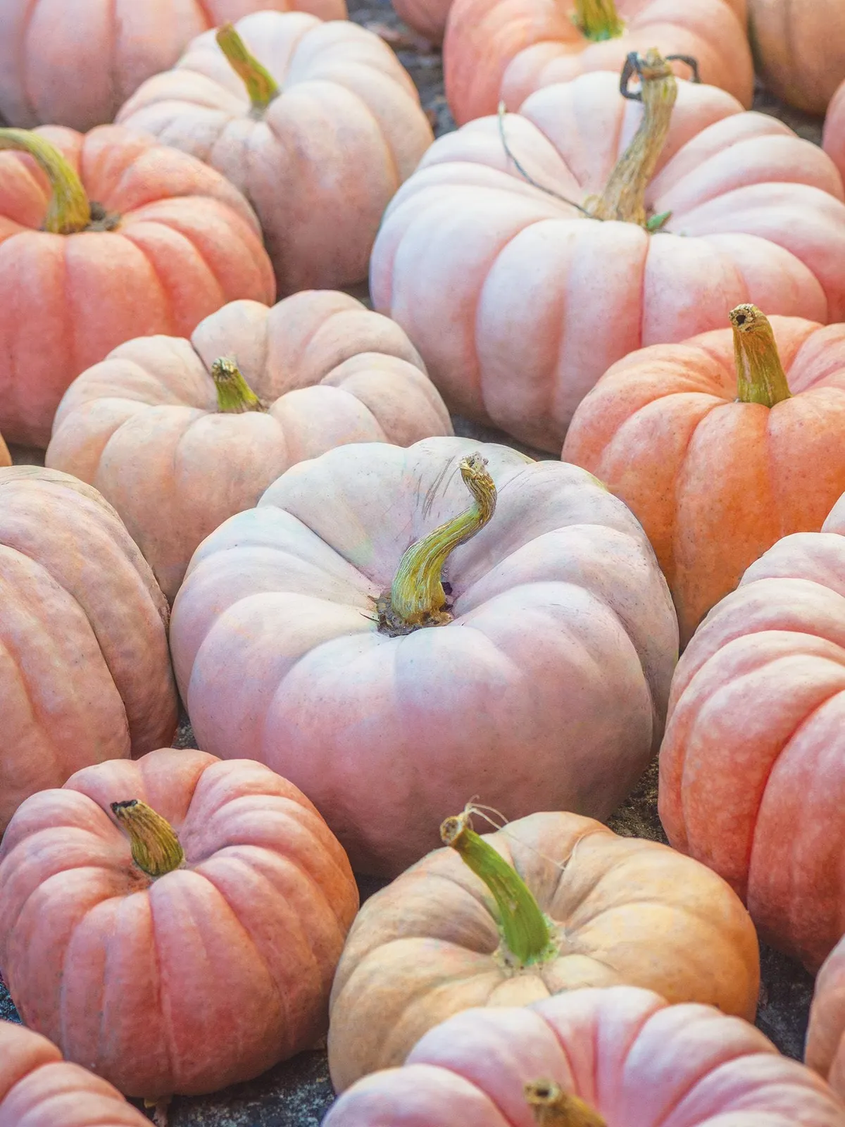 Porcelain Princess Hybrid Pumpkin
