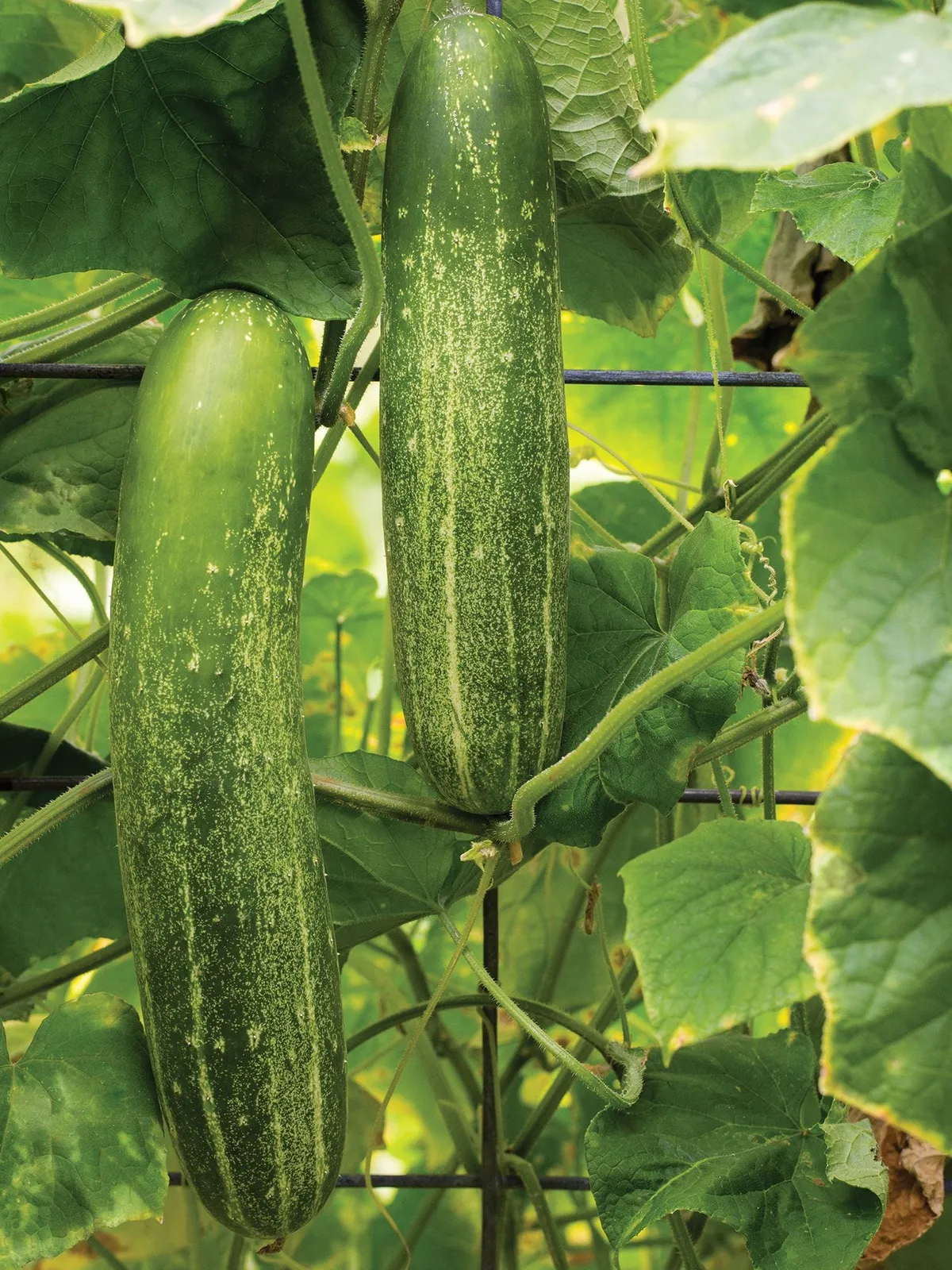 Chompers Hybrid Cucumbers