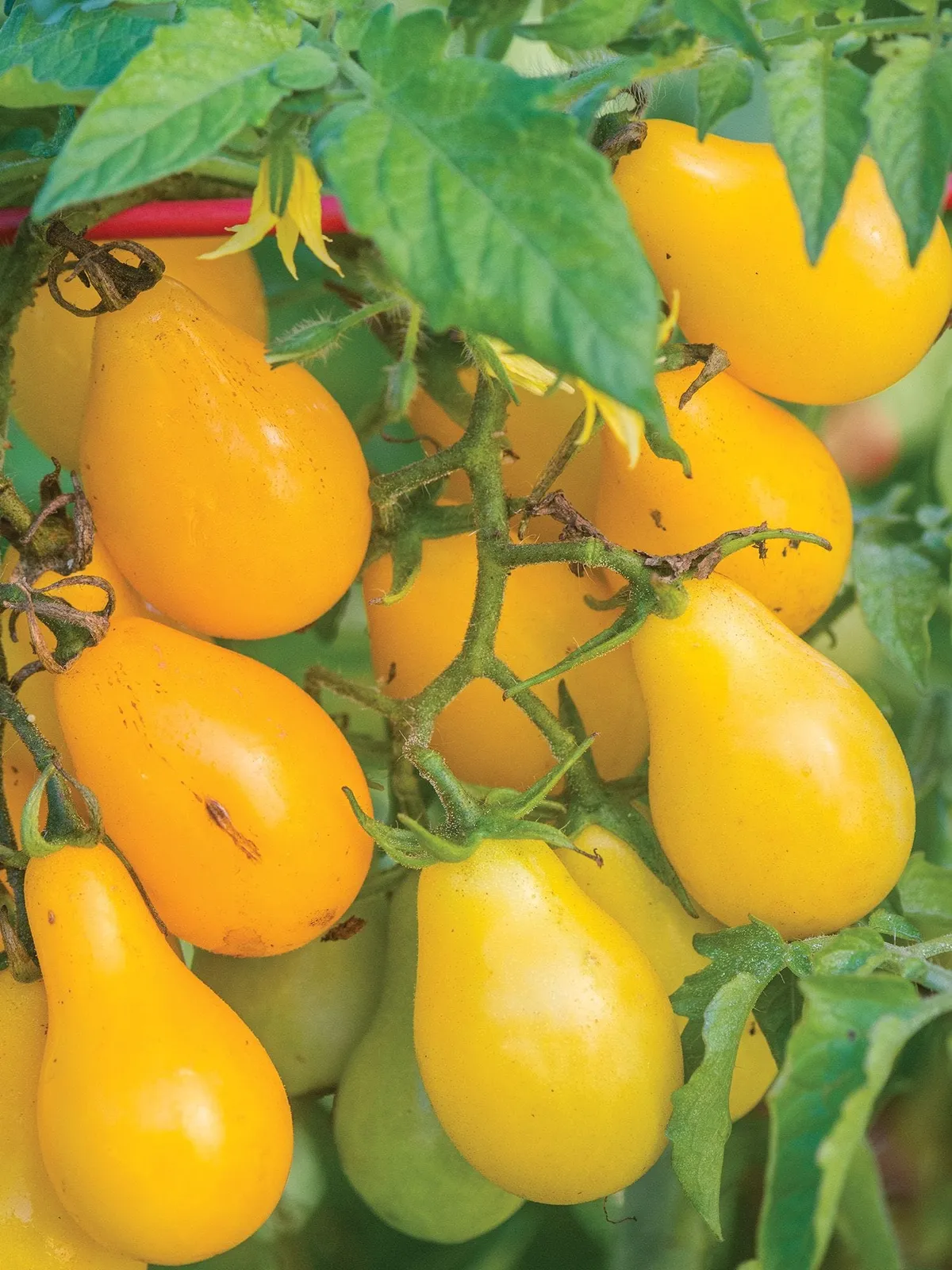 Yellow Pear Tomatoes