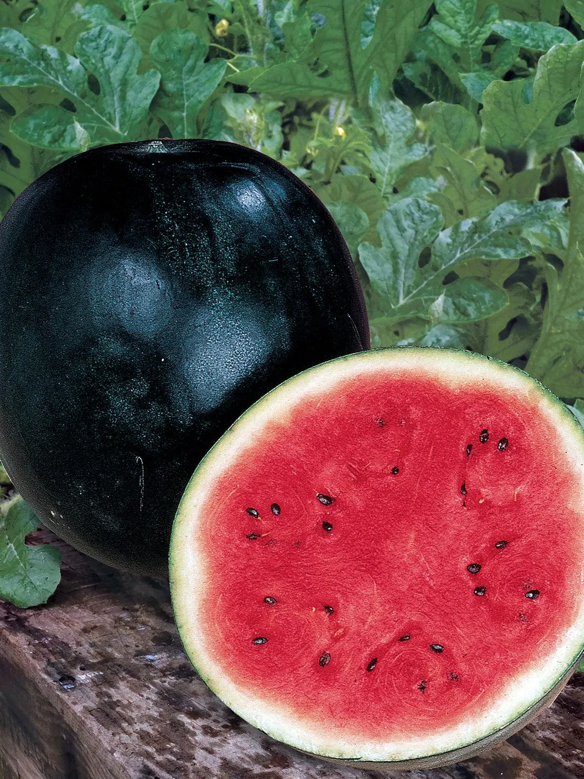 Sugar Baby Watermelon