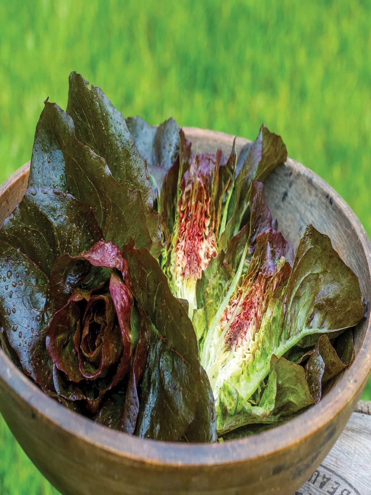 Ruby Glow Lettuce