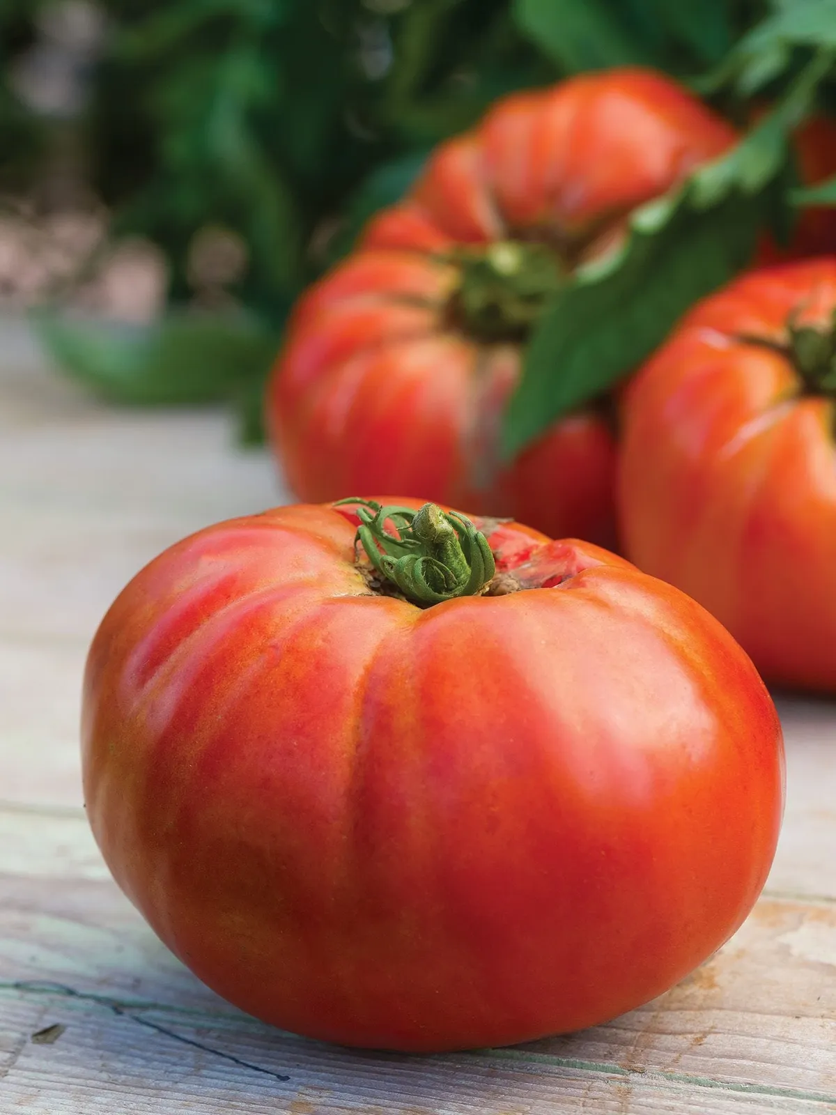 Porterhouse Hybrid Tomatoes