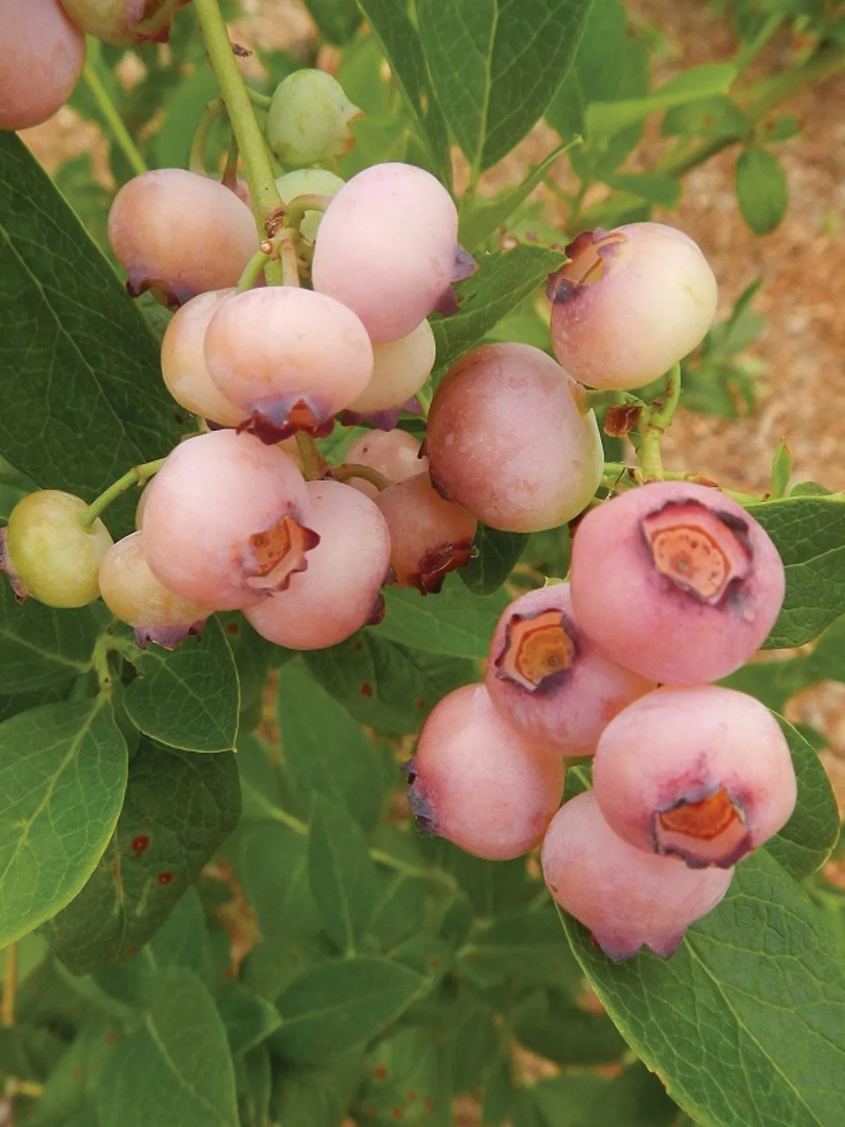 Pink Popcorn Blueberries