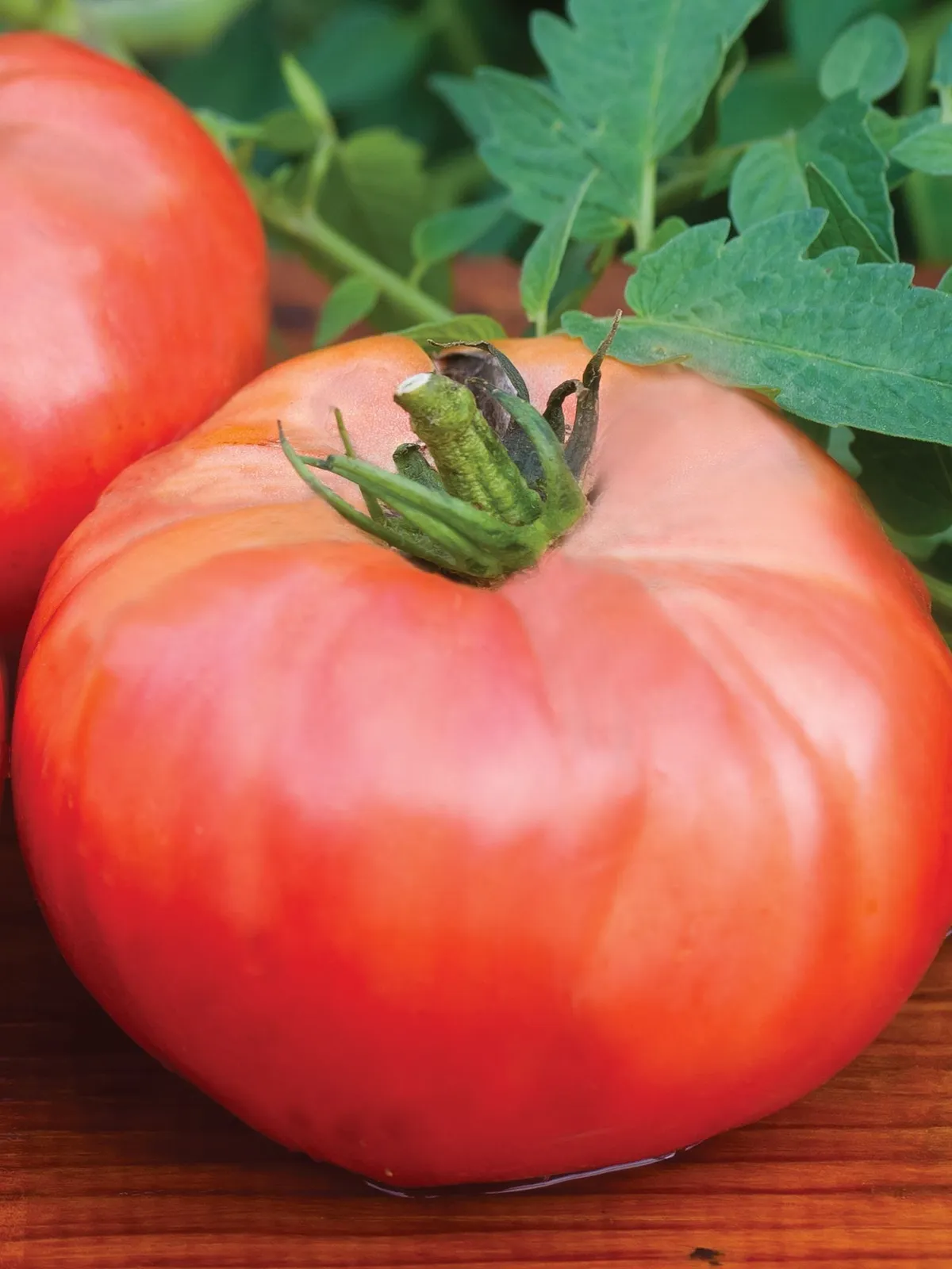 Brandywine Red Organic Tomatoes