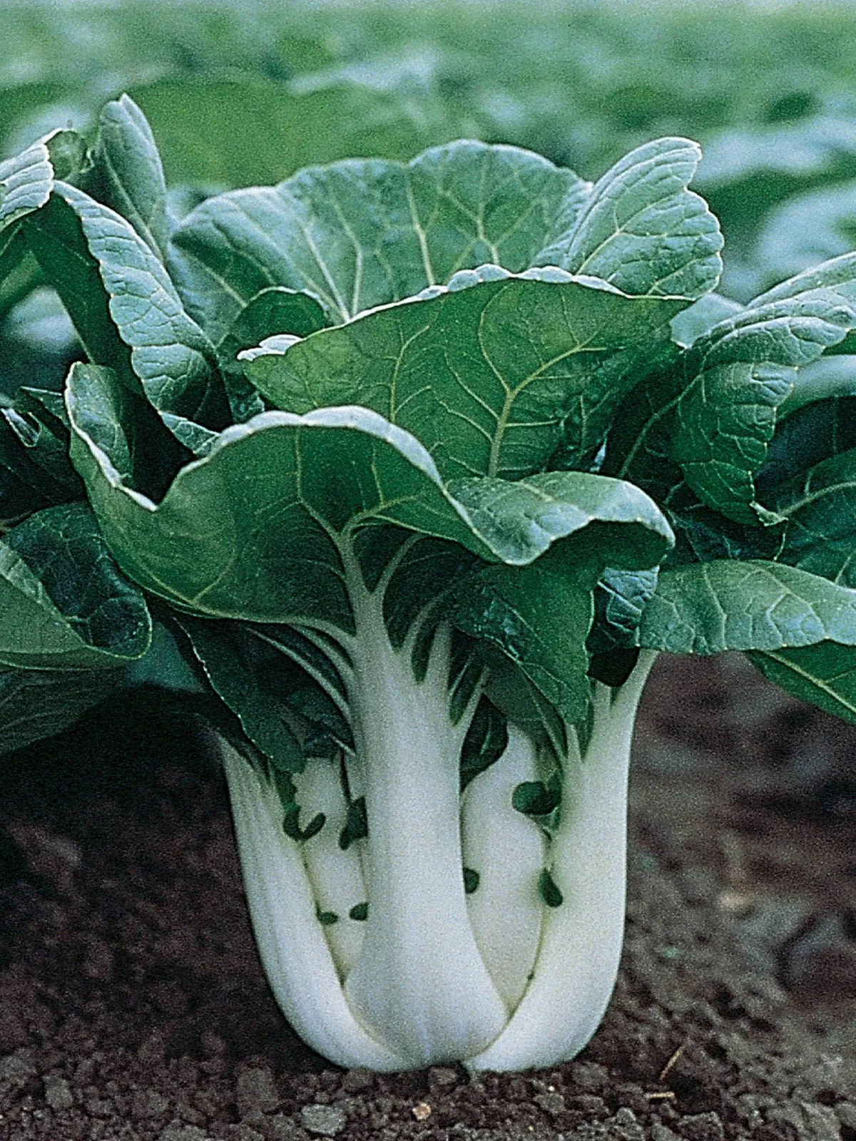 Pak Choi, Joi Choi Hybrid