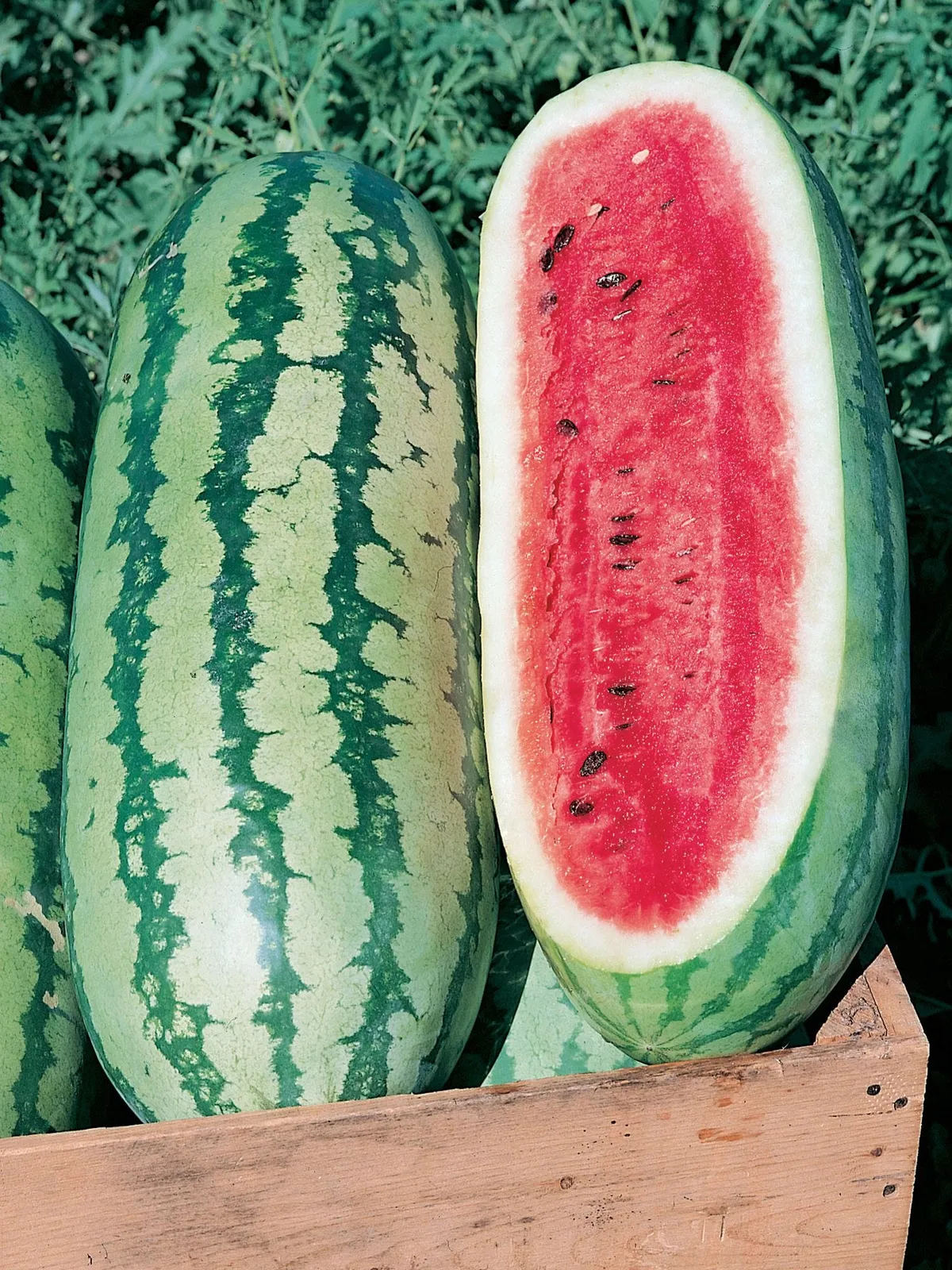 Georgia Rattlesnake Watermelon