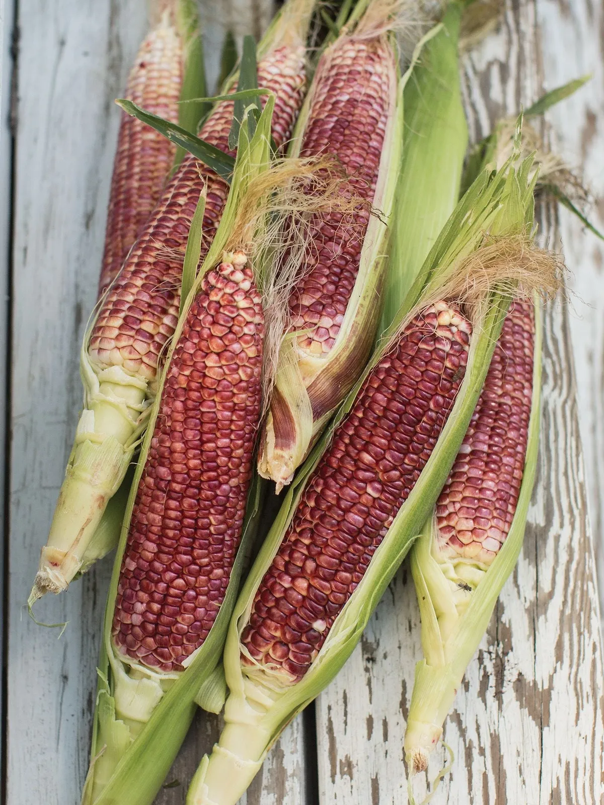 Ruby Queen Hybrid Corn