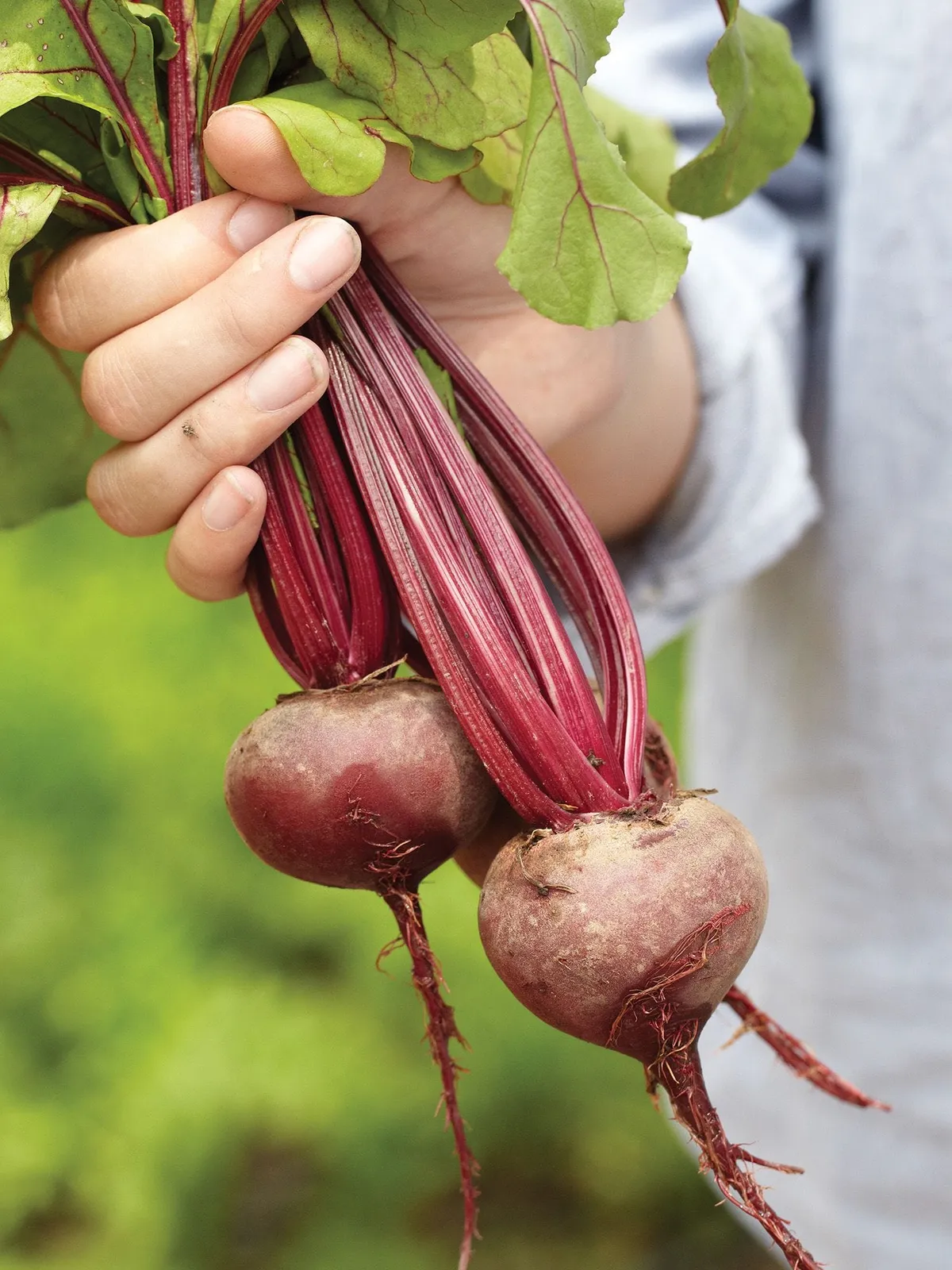 Early Wonder Organic Beets