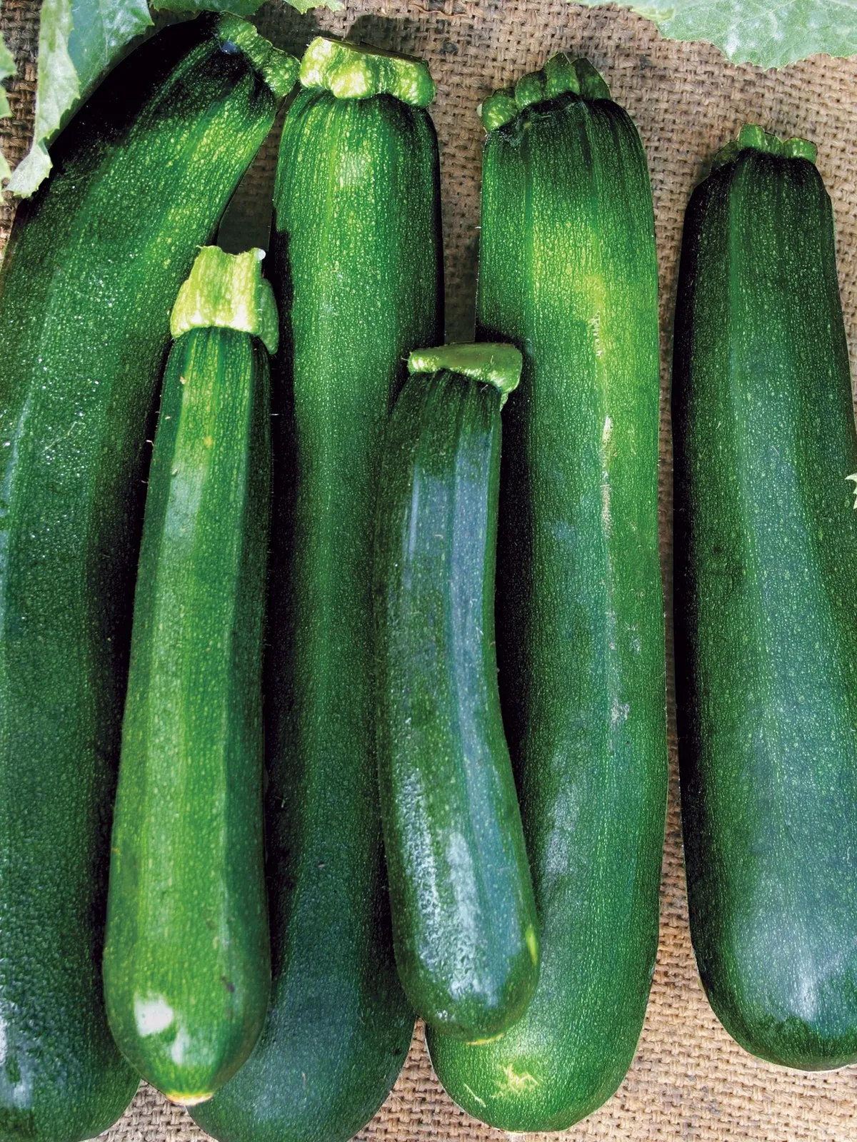 Zucchini, Black Beauty Squash
