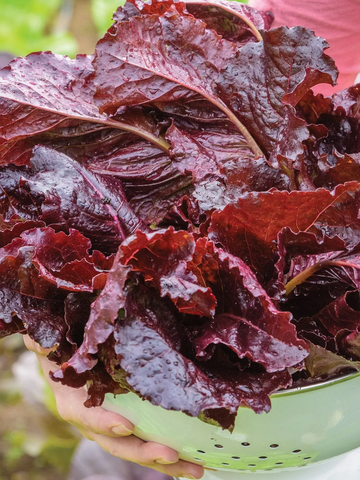 Burgundy Delight Lettuce
